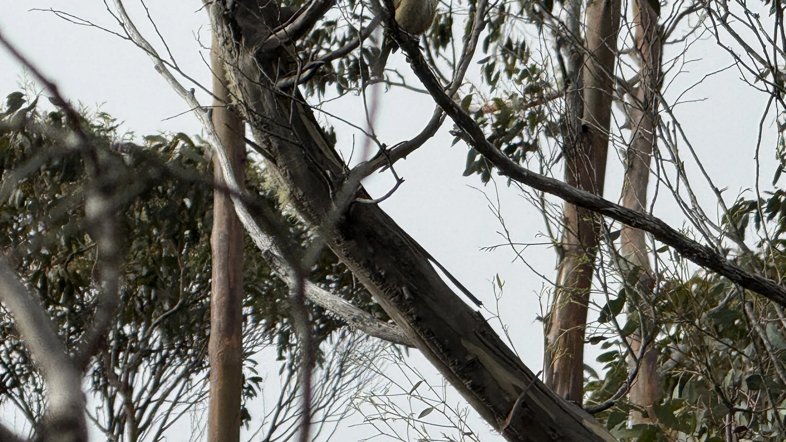 Myrtle Forest33.jpg