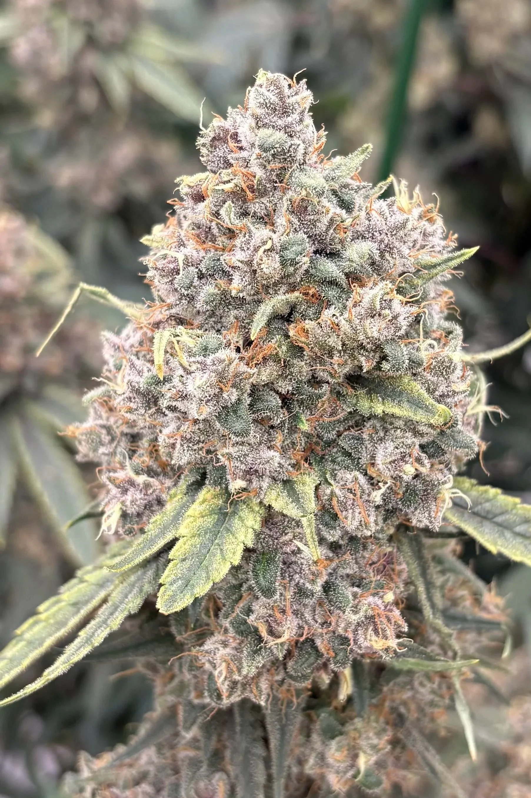 Maui Mana