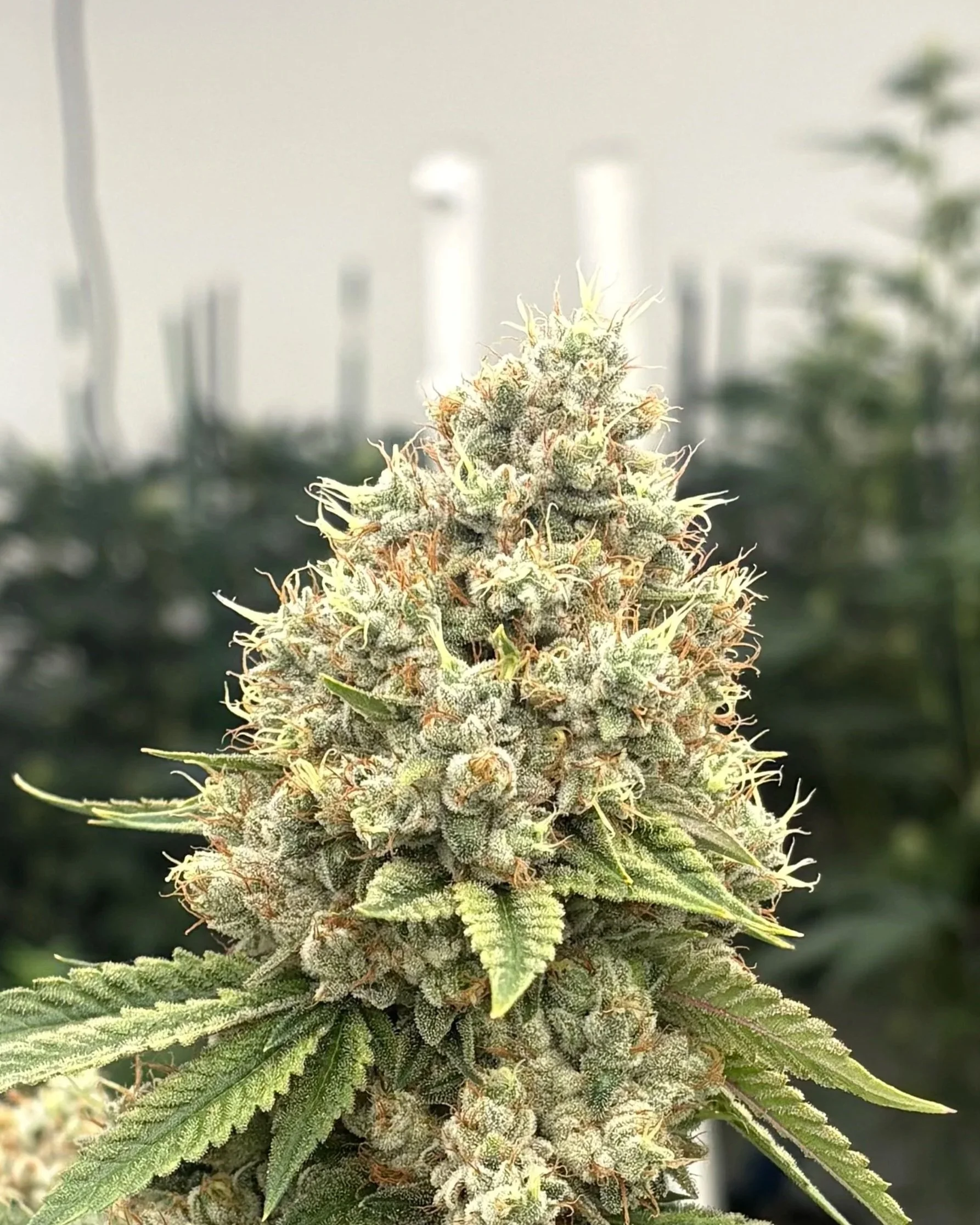 285 OG