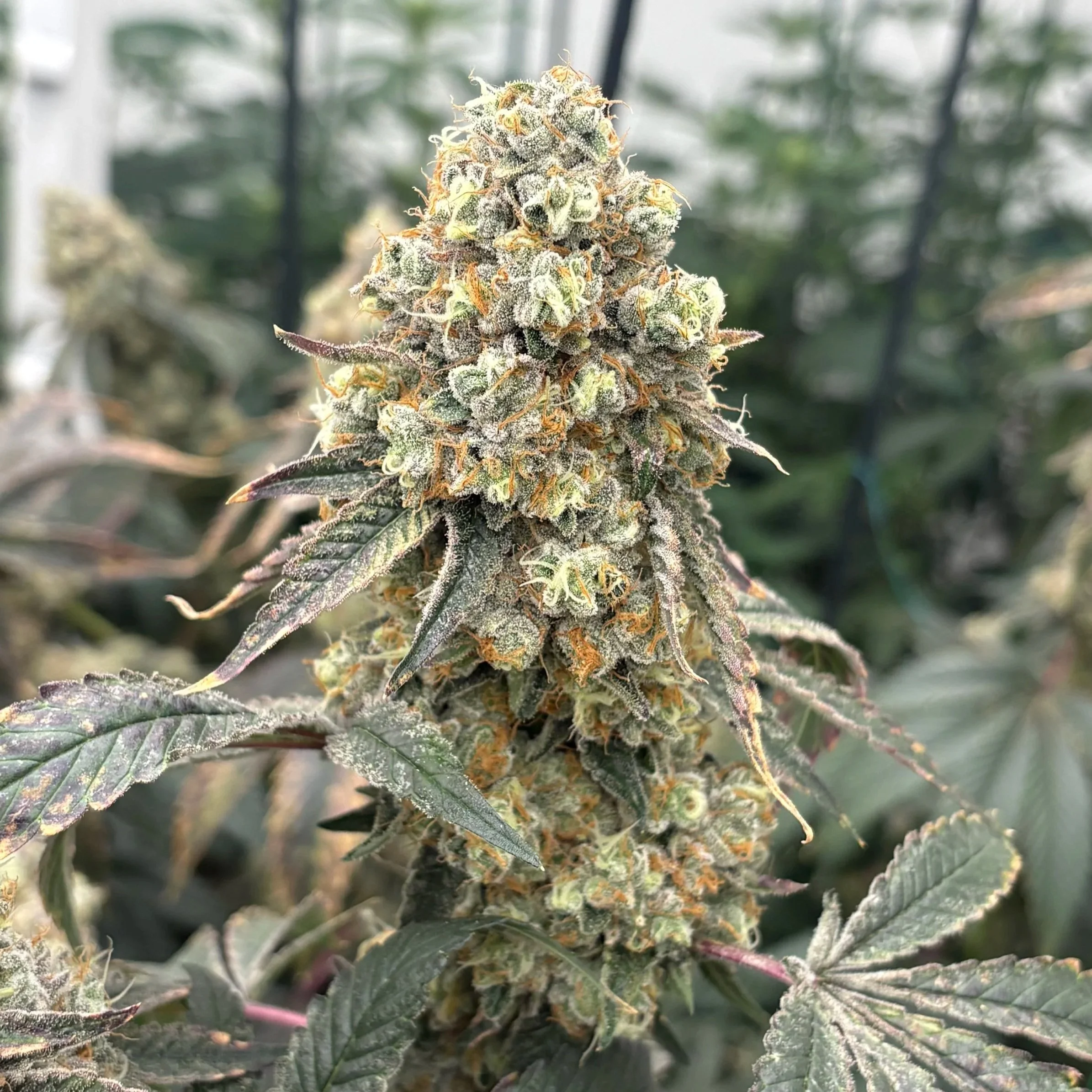 Honeymoon Diesel