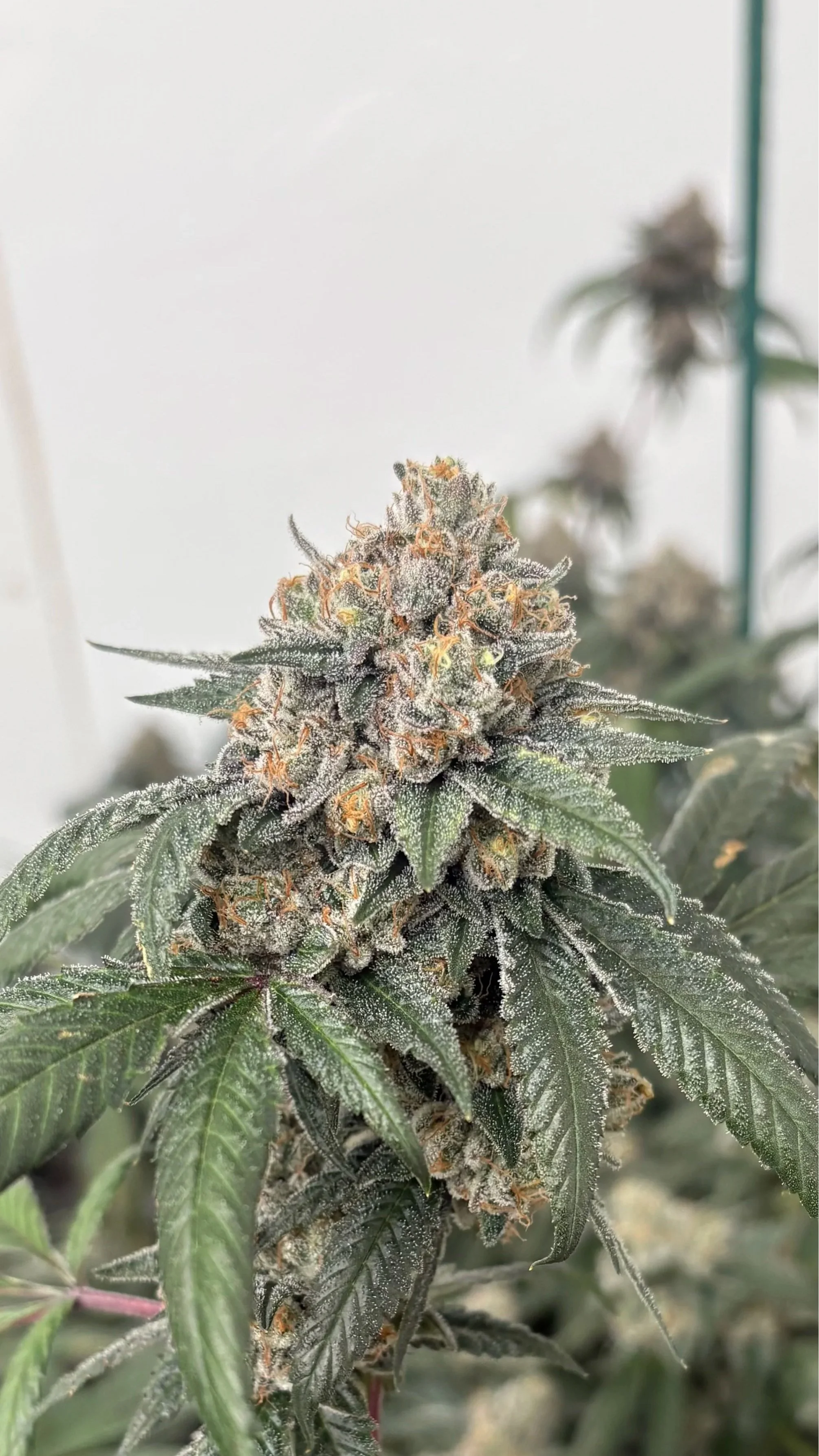 East Coast Sour Kush (ECSK)