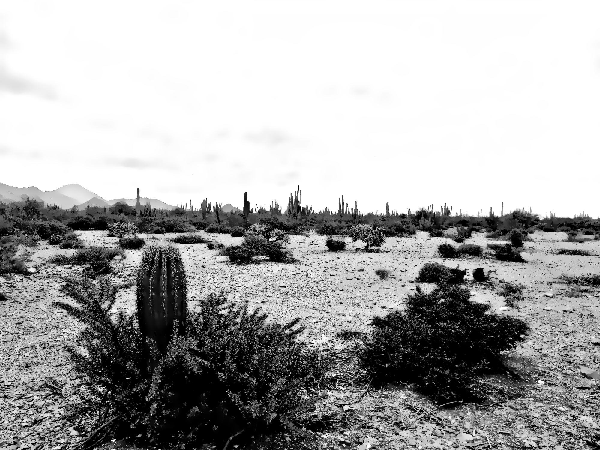 Désert de Sonora, Mexique