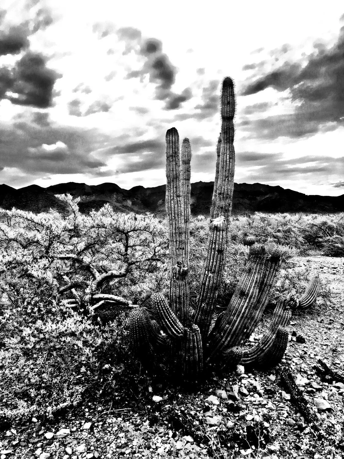 Cactus sonora