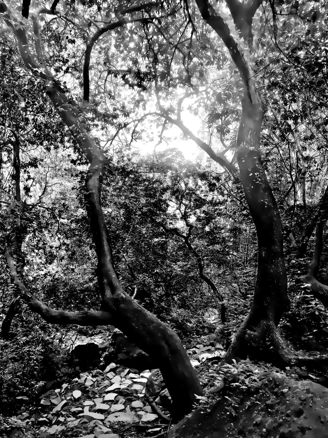 Forêt sacrée du Tepozteco