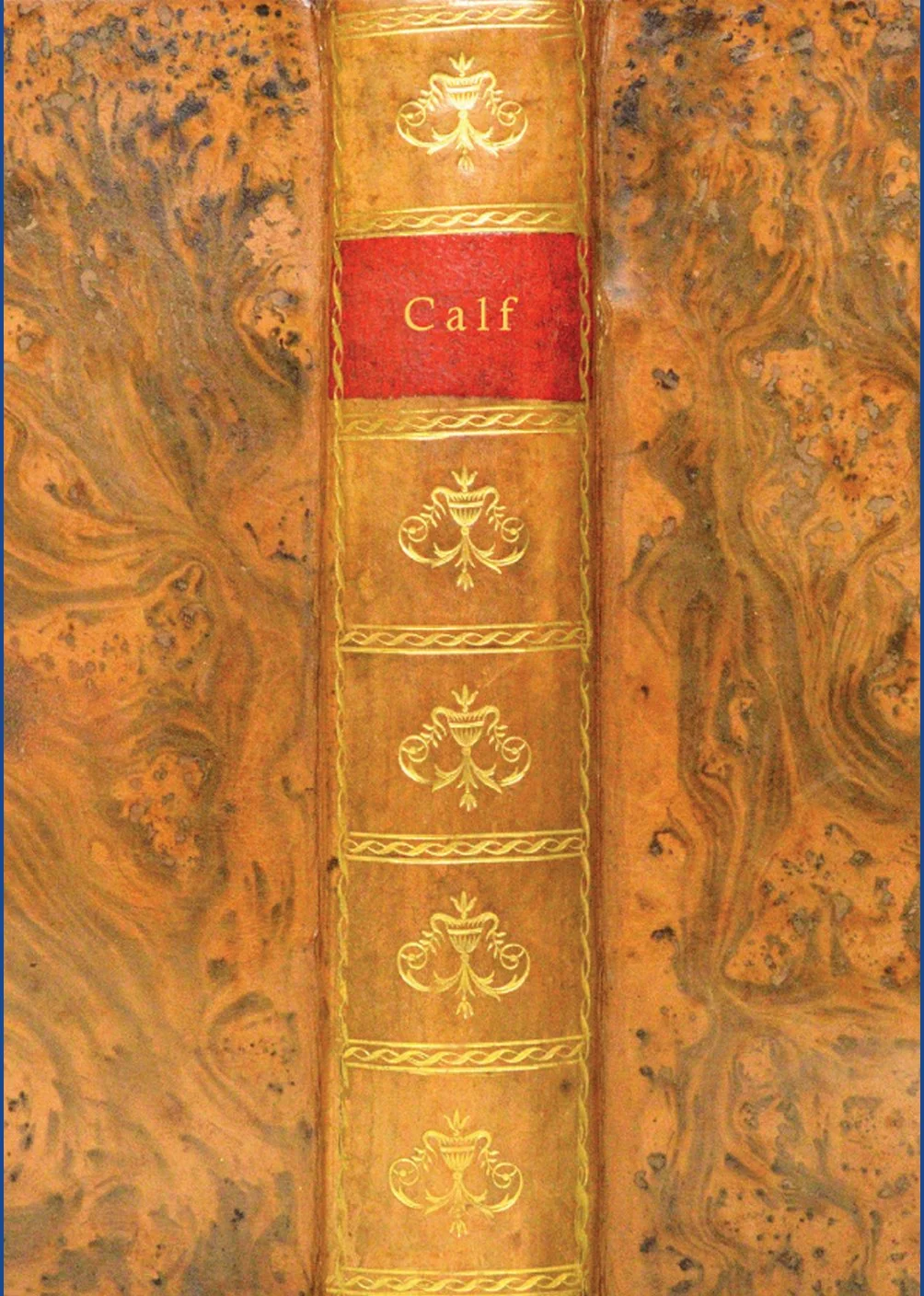 Calf