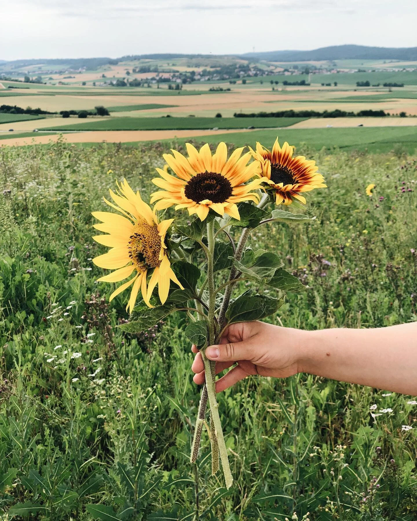 Ach du sch&ouml;ner Hochsommer 🧡

#wildkr&auml;utertour #grasler