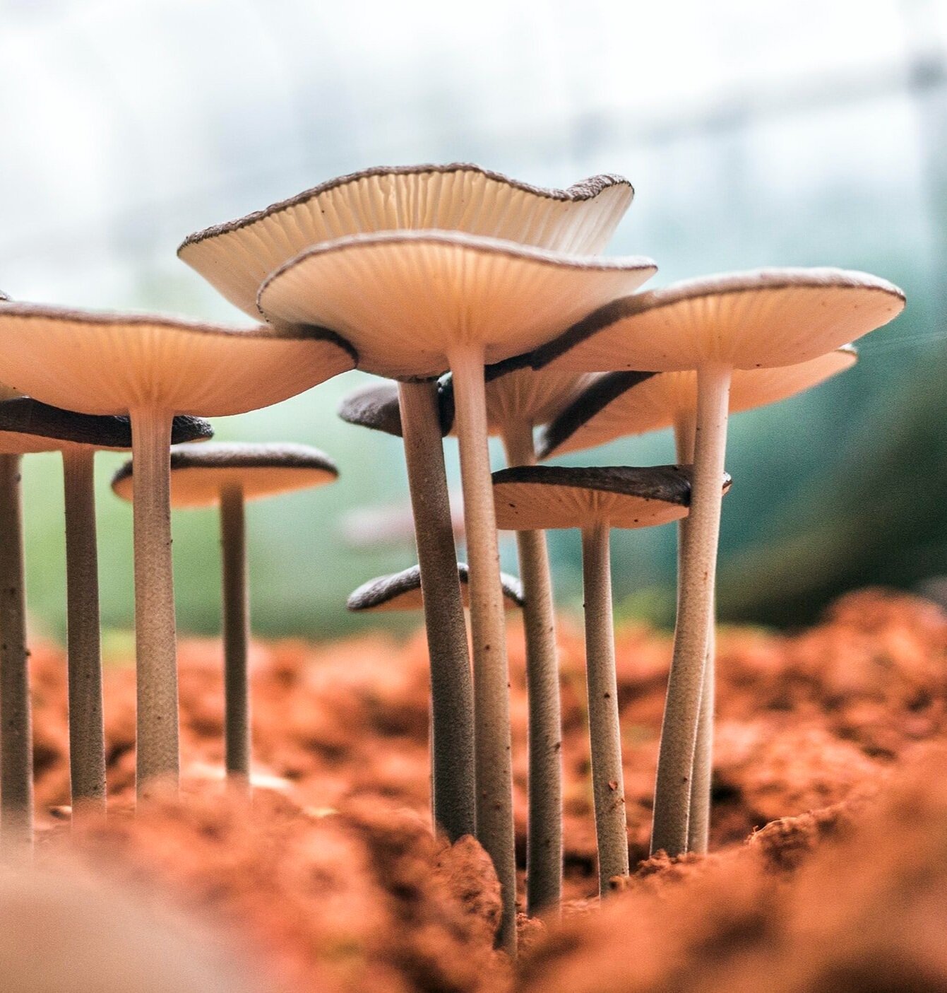 The Science of Mushroom Anatomy: Mycelium & the Fruitbody