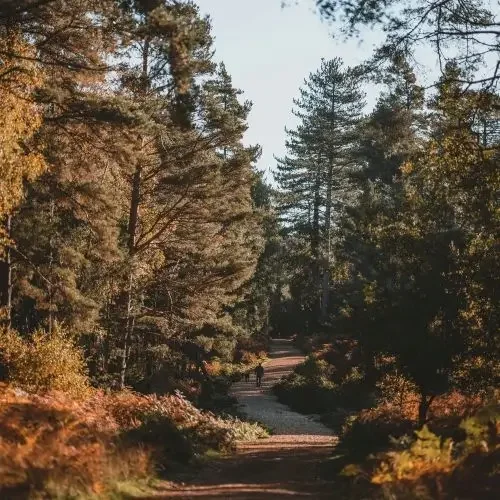 Forest path finding your way