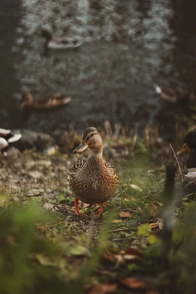 Female mallard duck in a green field
