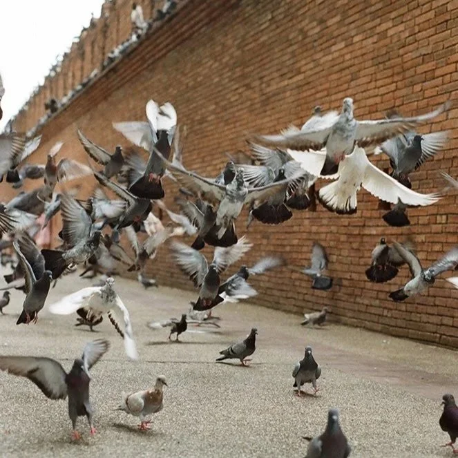 Flock of pigeons taking flight