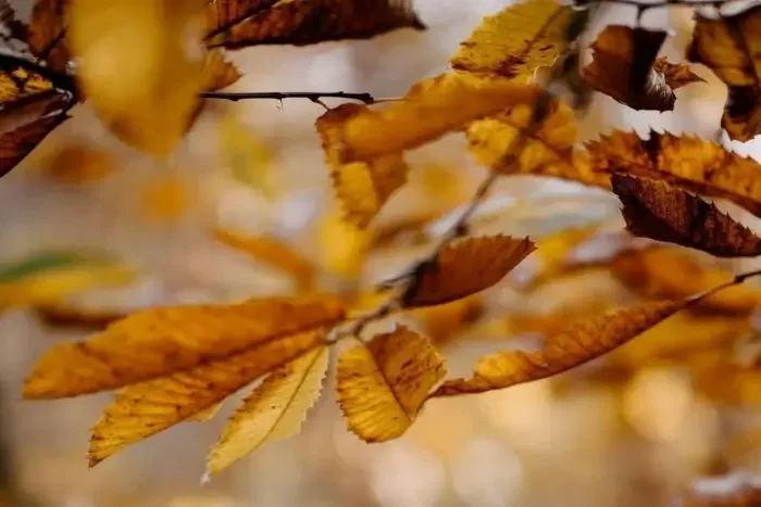 Autumn leaves representing change