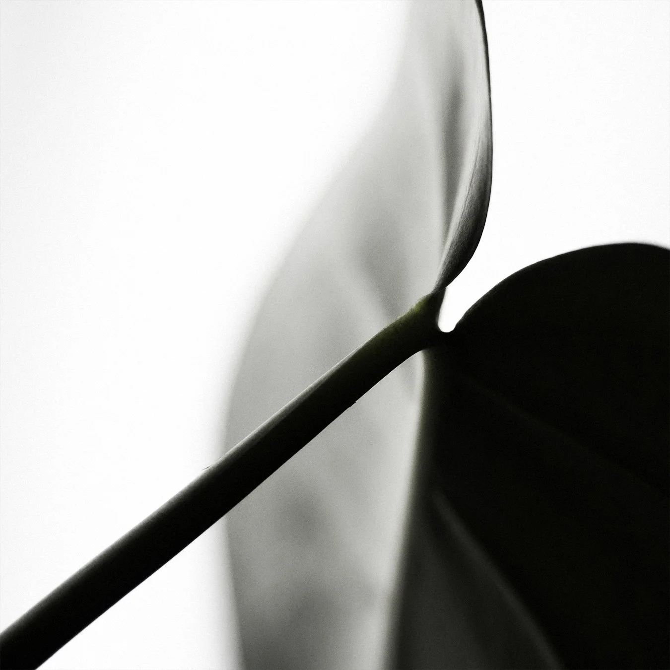 Formes 1.jpg