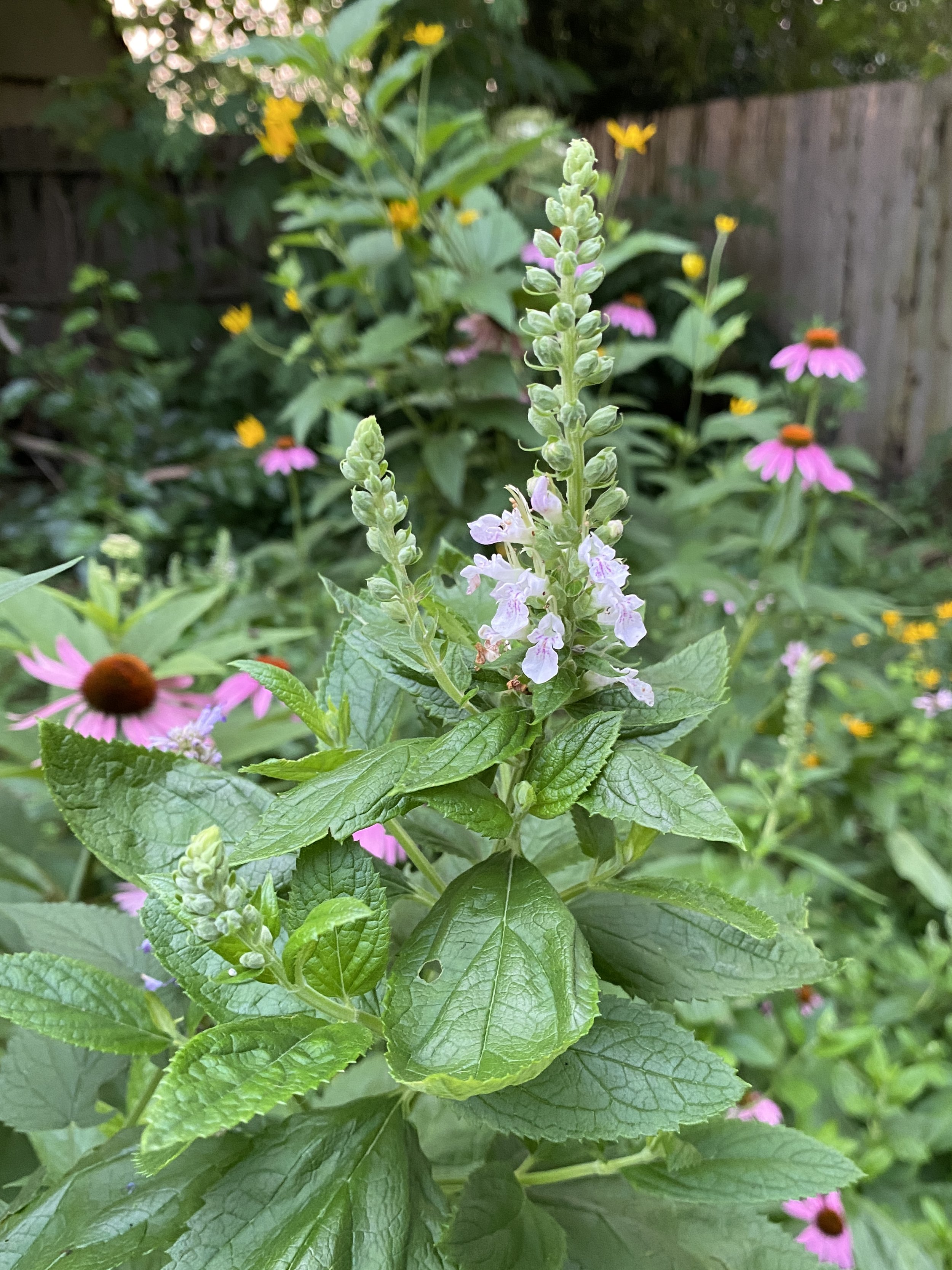 Close-up of salvia plant with pink and white flowers in a garden with purple coneflowers and yellow wildflowers in the background.