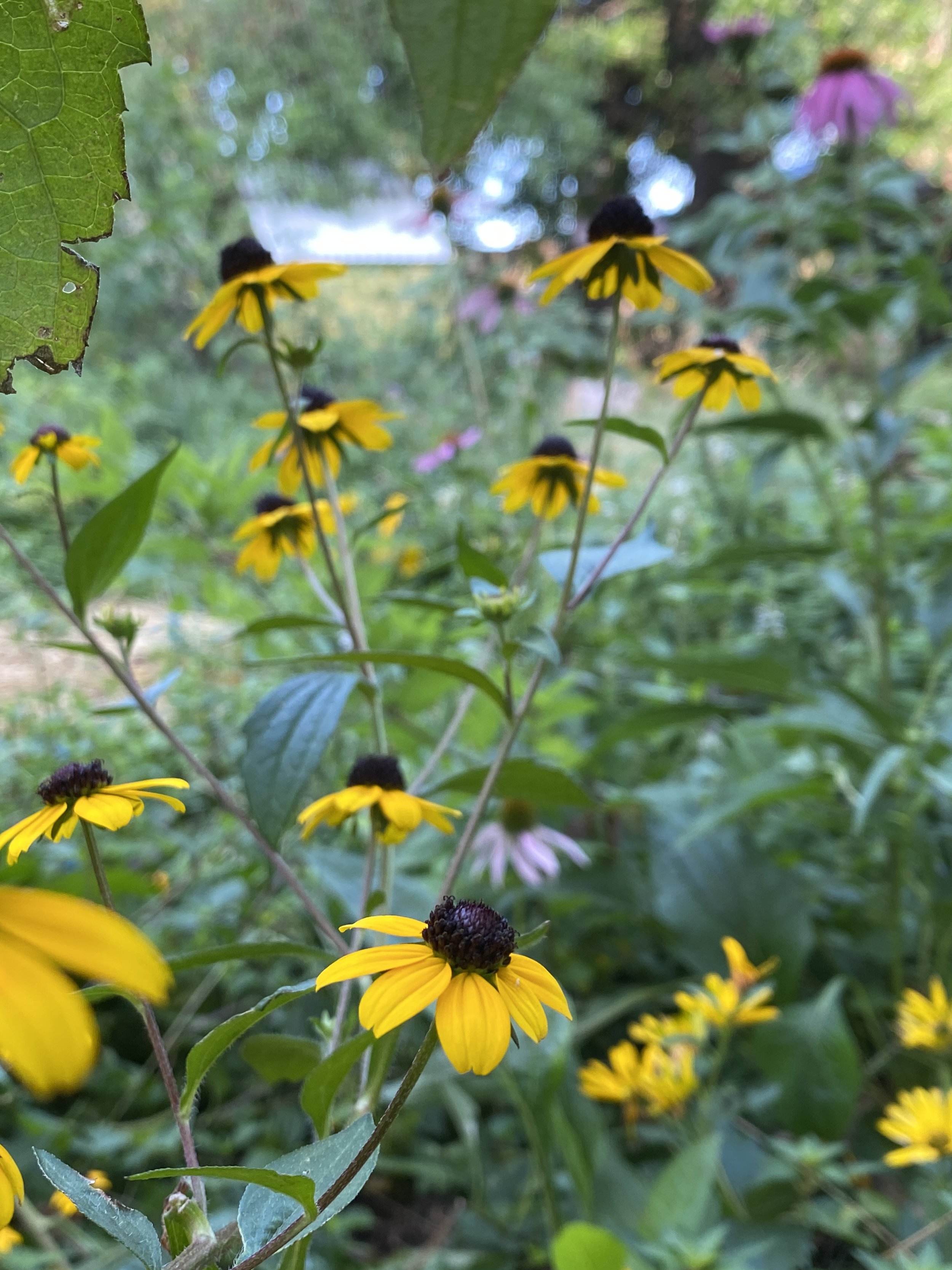 Close-up of yellow black-eyed Susan flowers with black centers in a garden setting, surrounded by green leaves and blurred background.