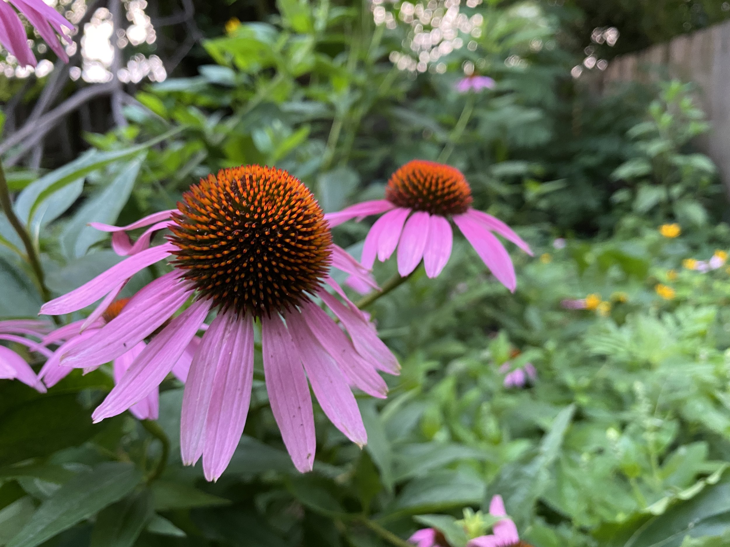 Purple coneflowers (Echinacea) with pink petals and brown-orange centers in a garden setting.