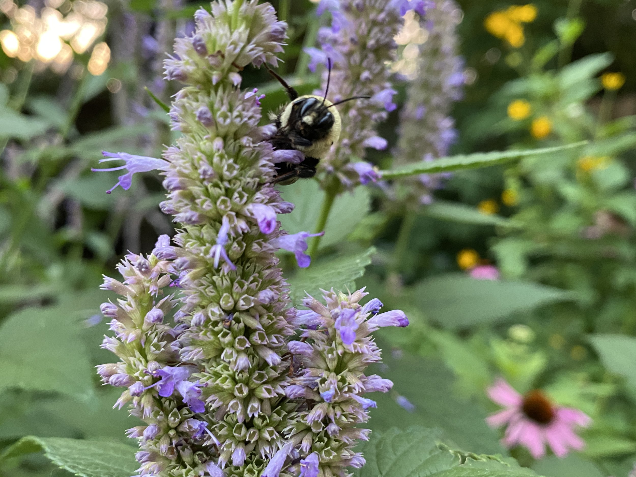 Bumblebee on purple flower spike in garden with blurred foliage.