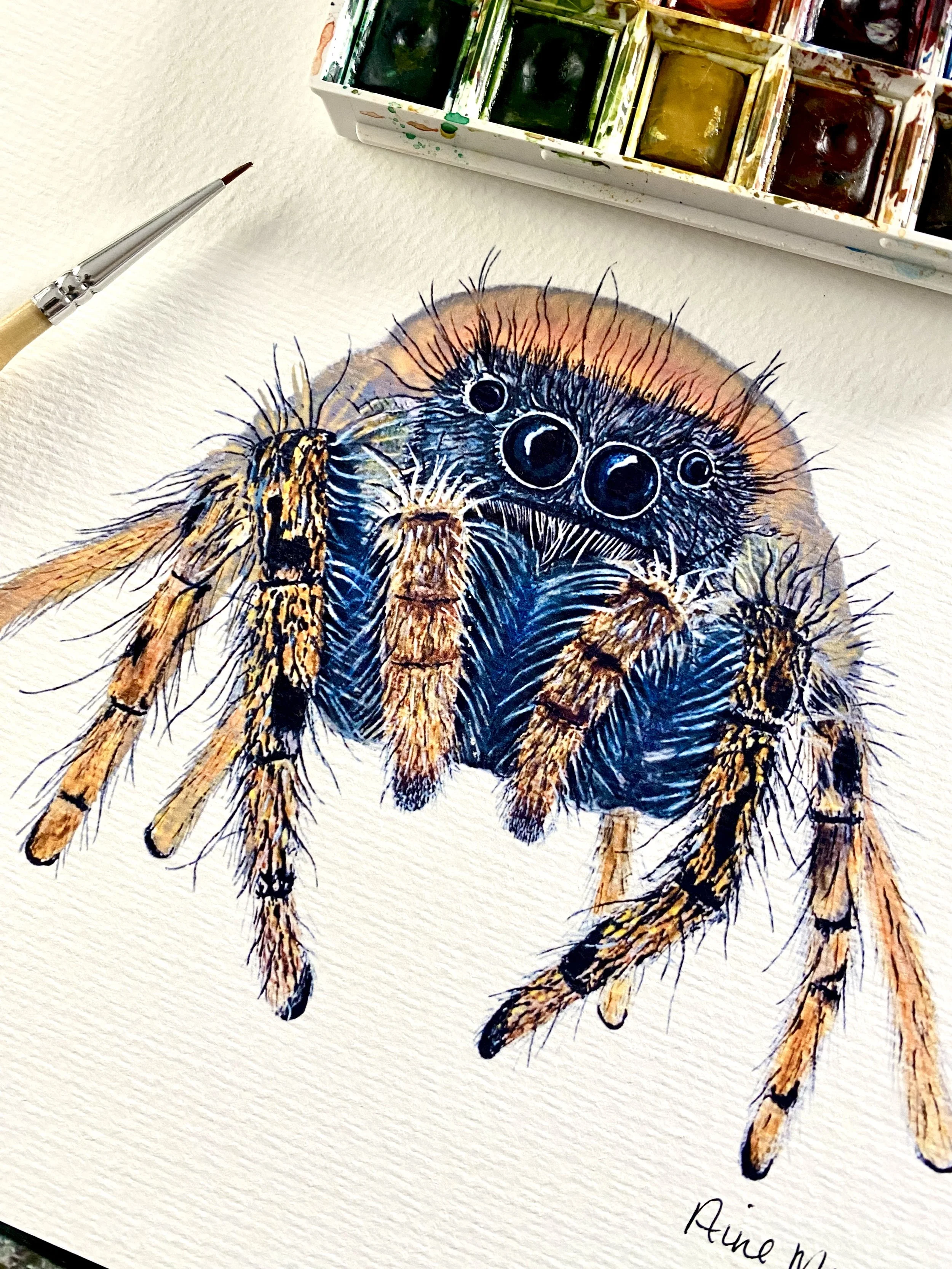 Jumping Spider 8x10 Art Print