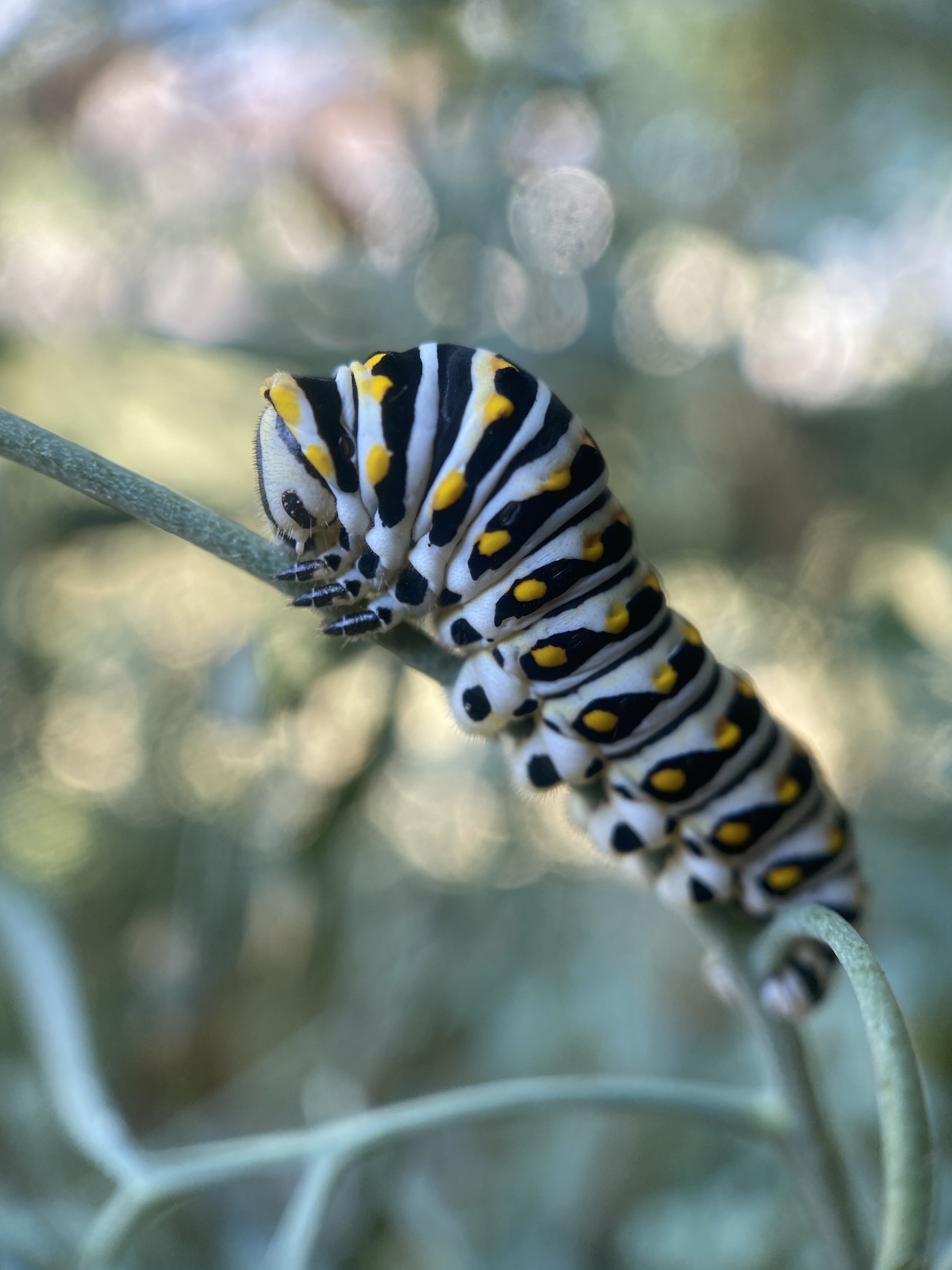 Close-up of a black and yellow striped caterpillar on a green stem with a blurred natural background.