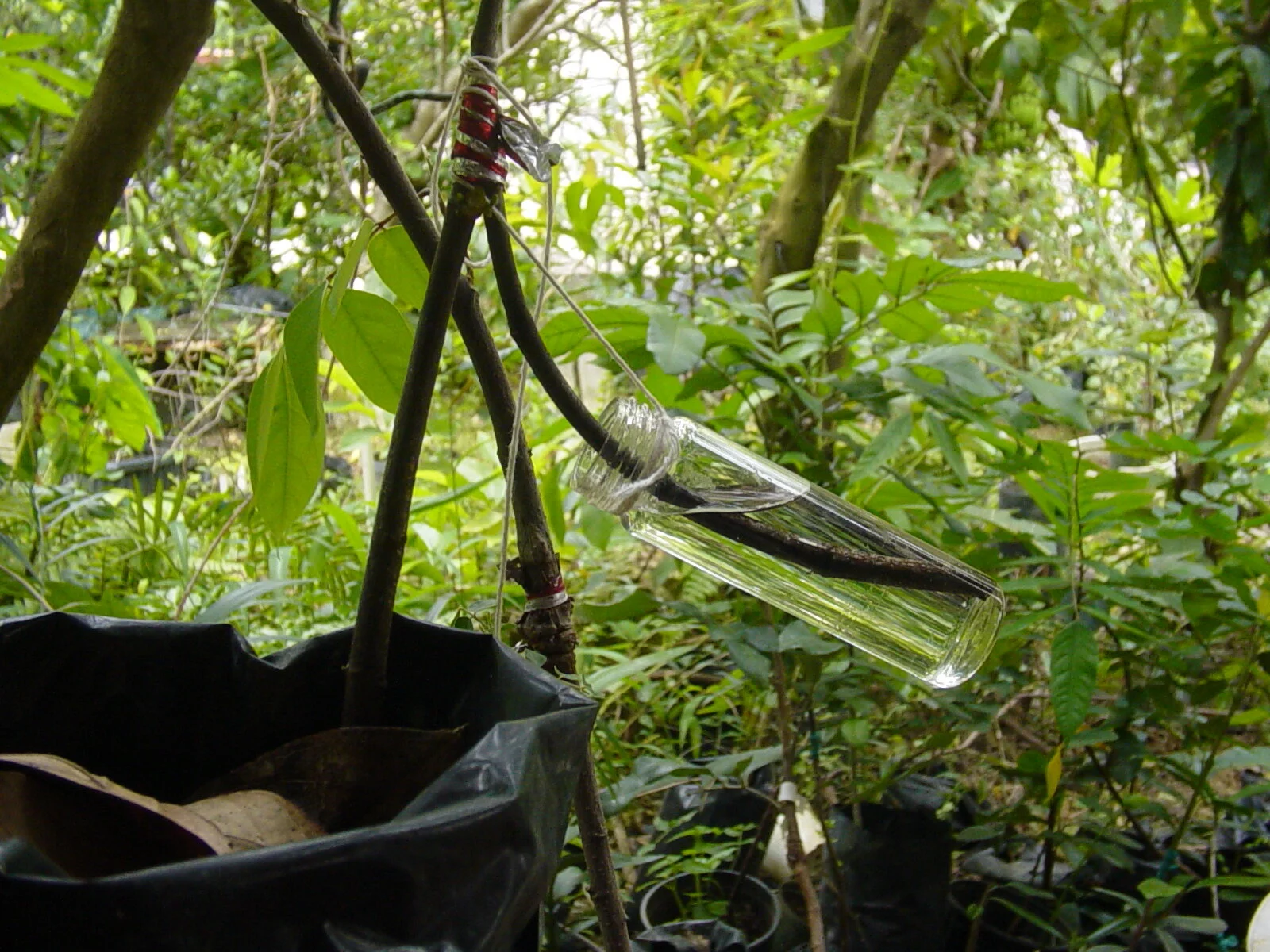 Injerto ... There is always something there waiting for you that you don’t know, thanks Gilda, Raimond and Roberto for organizing the mobile workshops of expert knowledge by the community of Rincón.