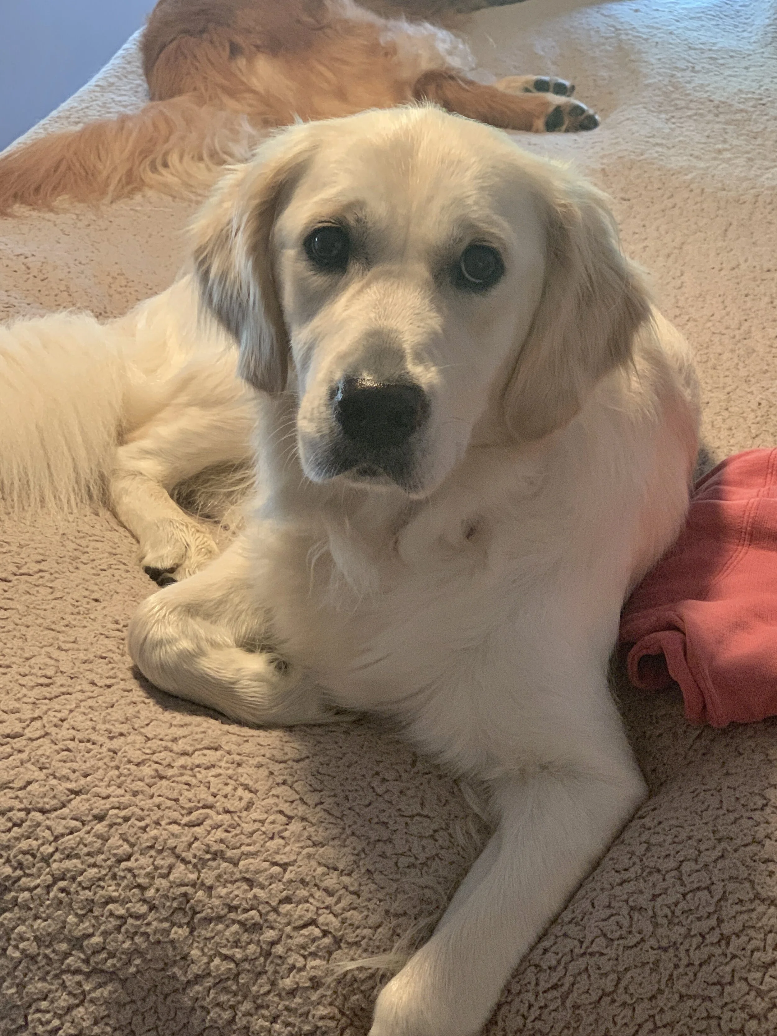 ACB5BE9F-AE99-492E-BF49-DAEFB59F464B - Copy.jpeg