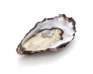 oyster