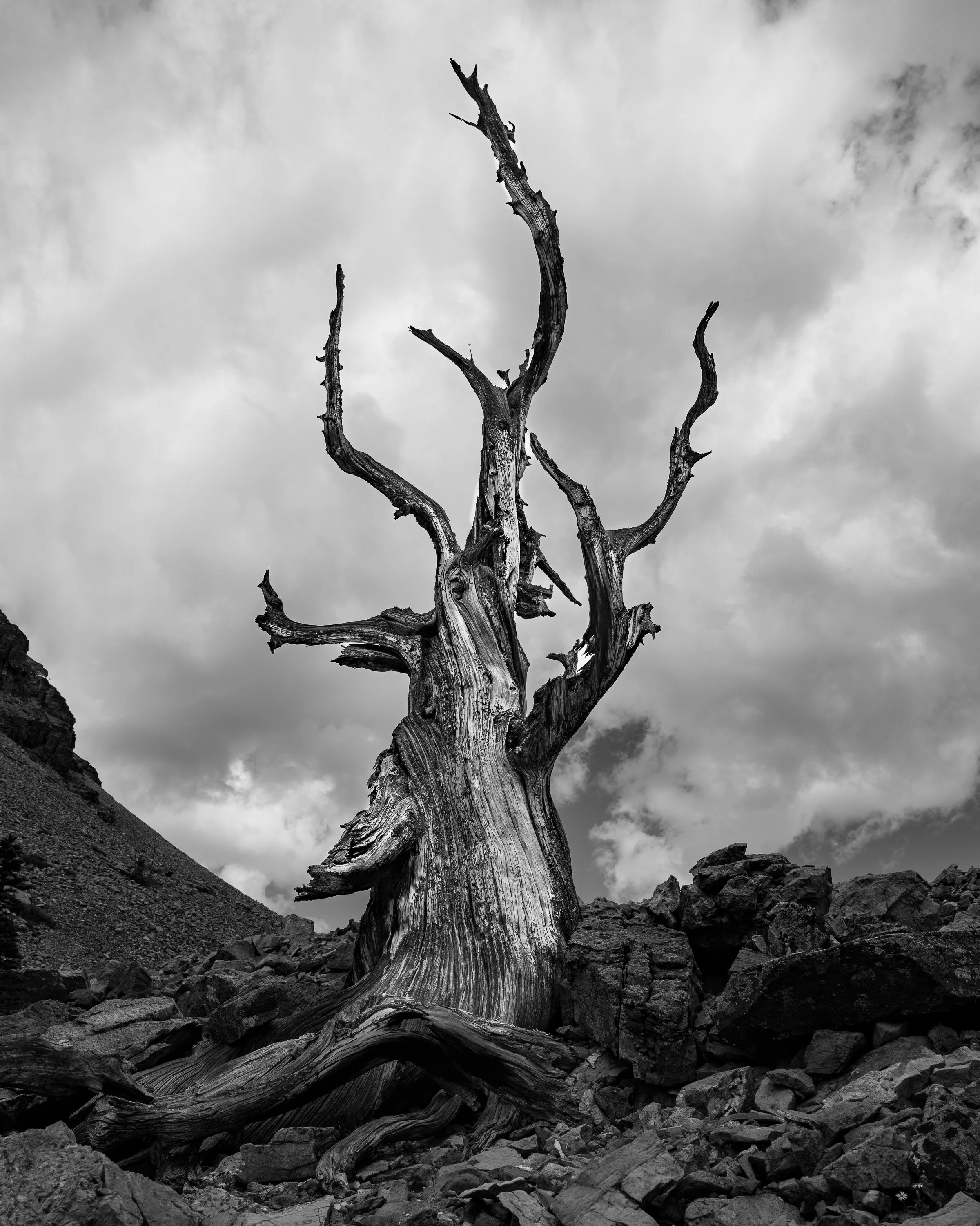 A black and white photo of a dead, leafless, twisted tree standing alone on rocky terrain with cloudy sky in the background.