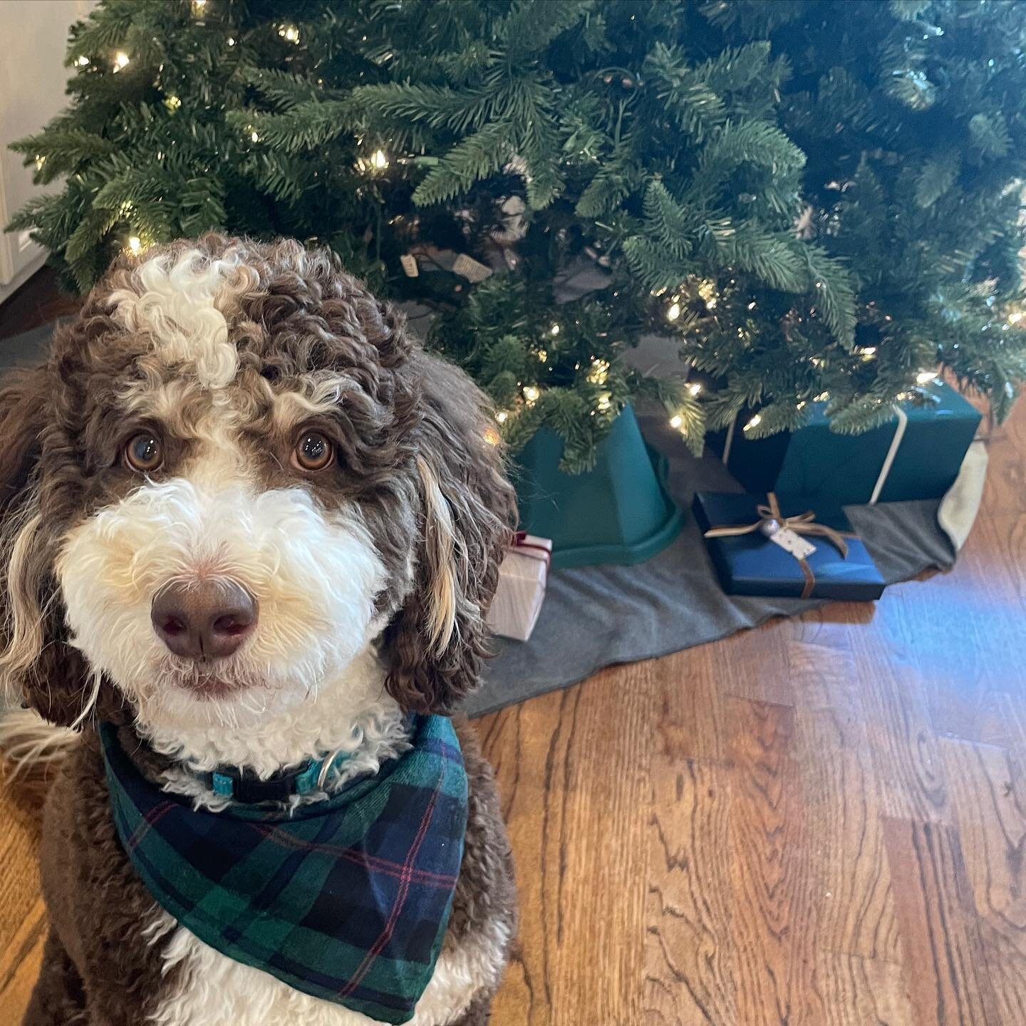 Seeing our paper in action is our favorite part of the holidays 🥰

We love to see it with your dog. 
We love to see it wrapped to perfection. 
We love to see it with a ribbon. 
We love to see it in a stocking. 
We love to see it with a bow. 
We love