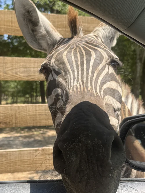 Eudora Wildlife Safari — KORE Wellness | Safe, functional fitness