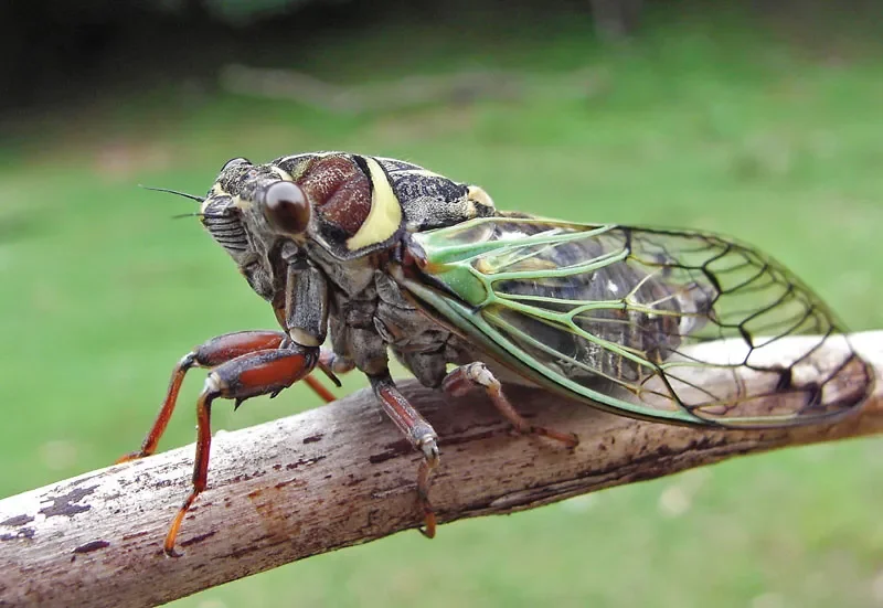 Puff n' Stuff / Cicada