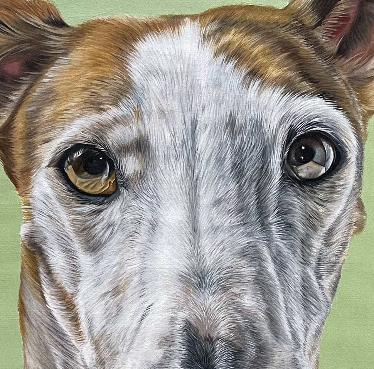 Galgo cropped v2.png