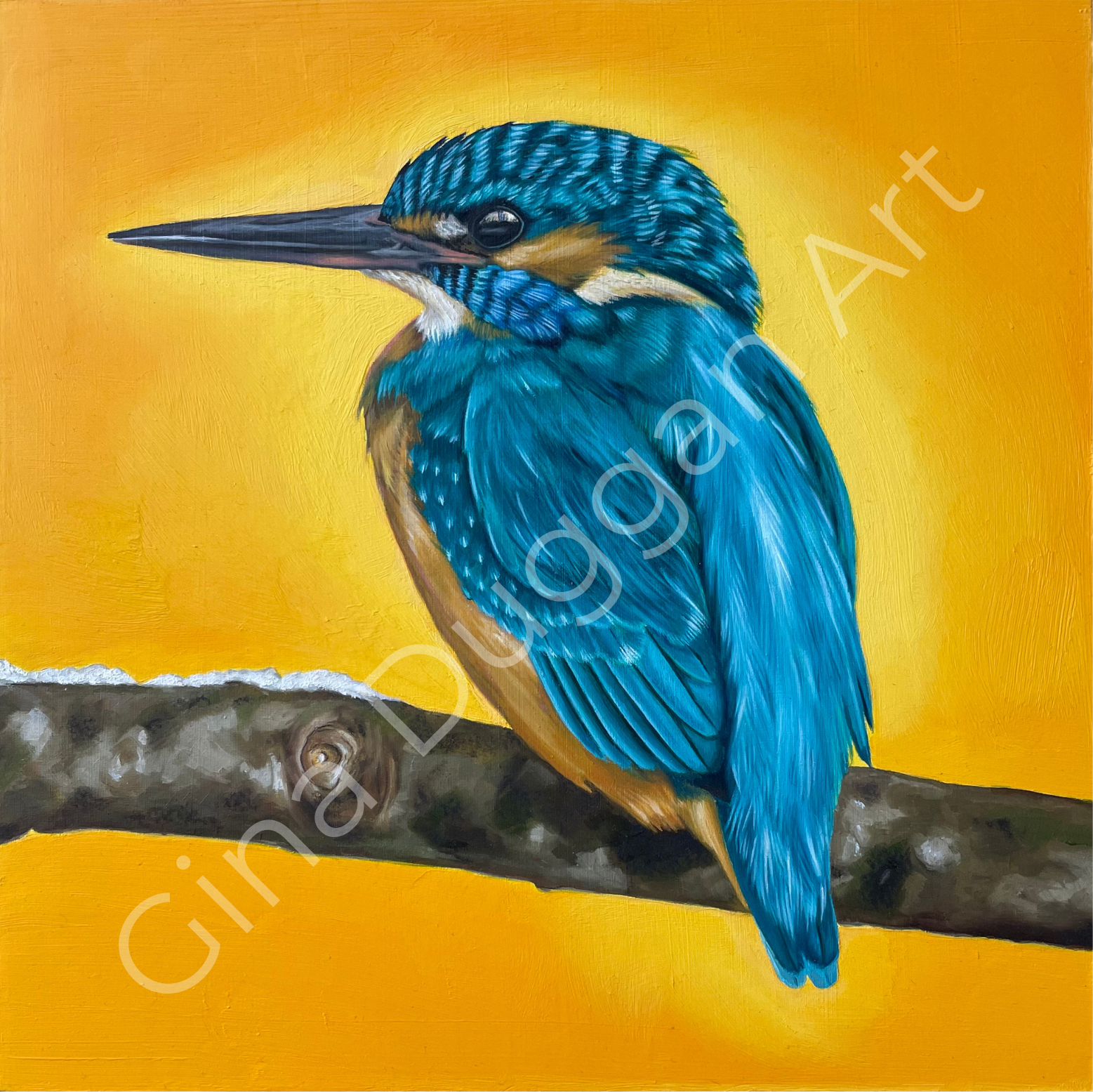 A KINGFISHERS REVERIE