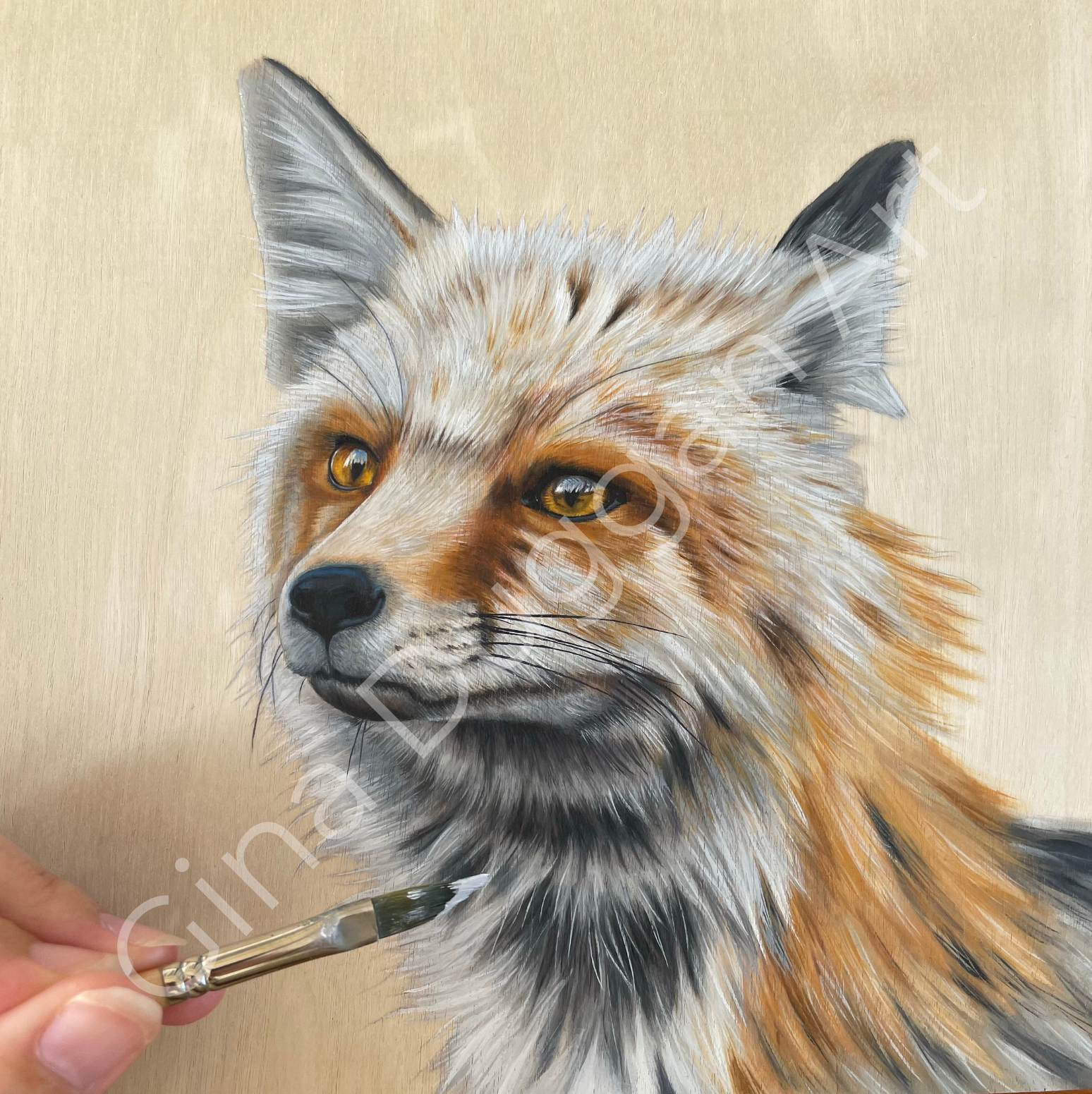 FOX STUDY