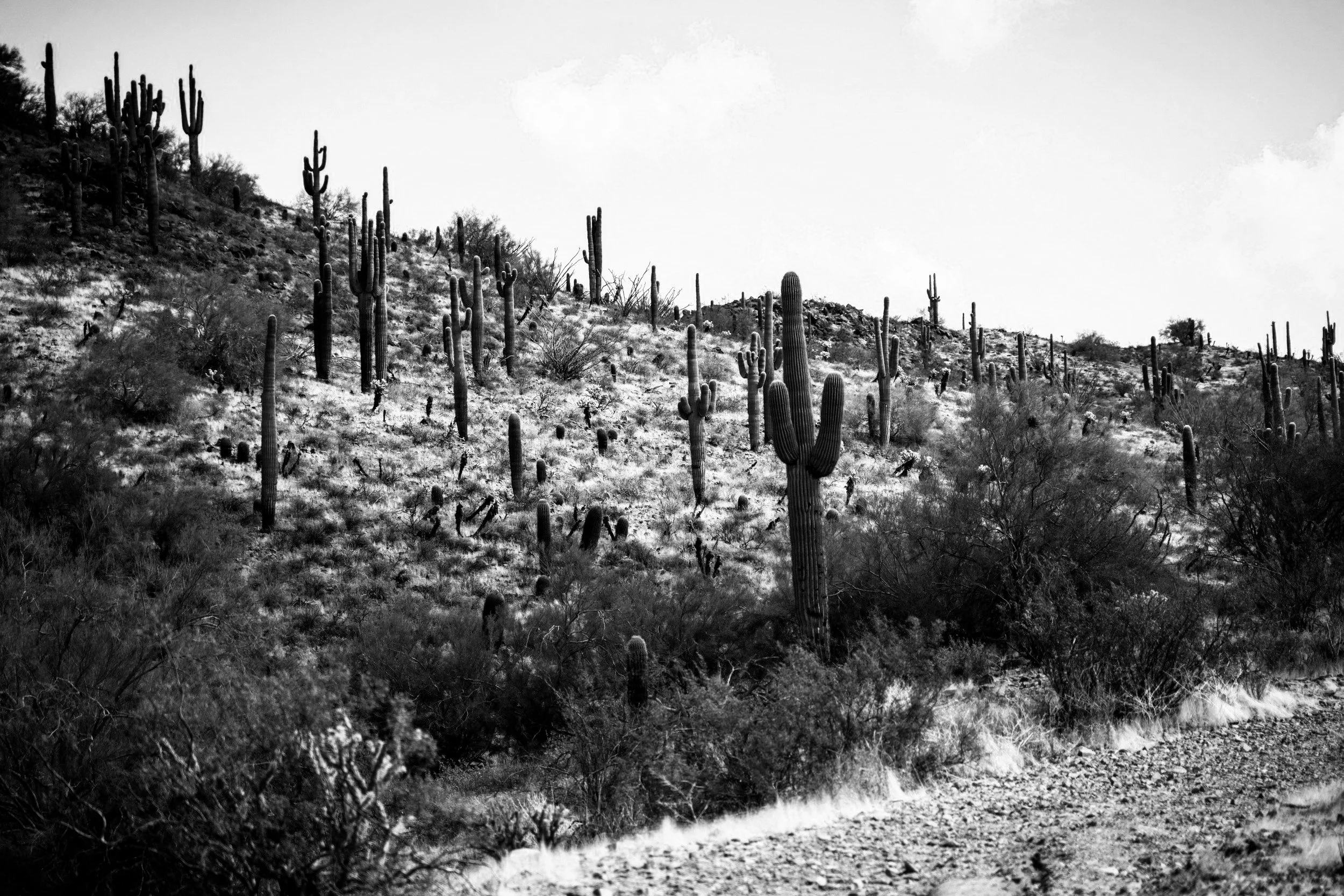Cactus