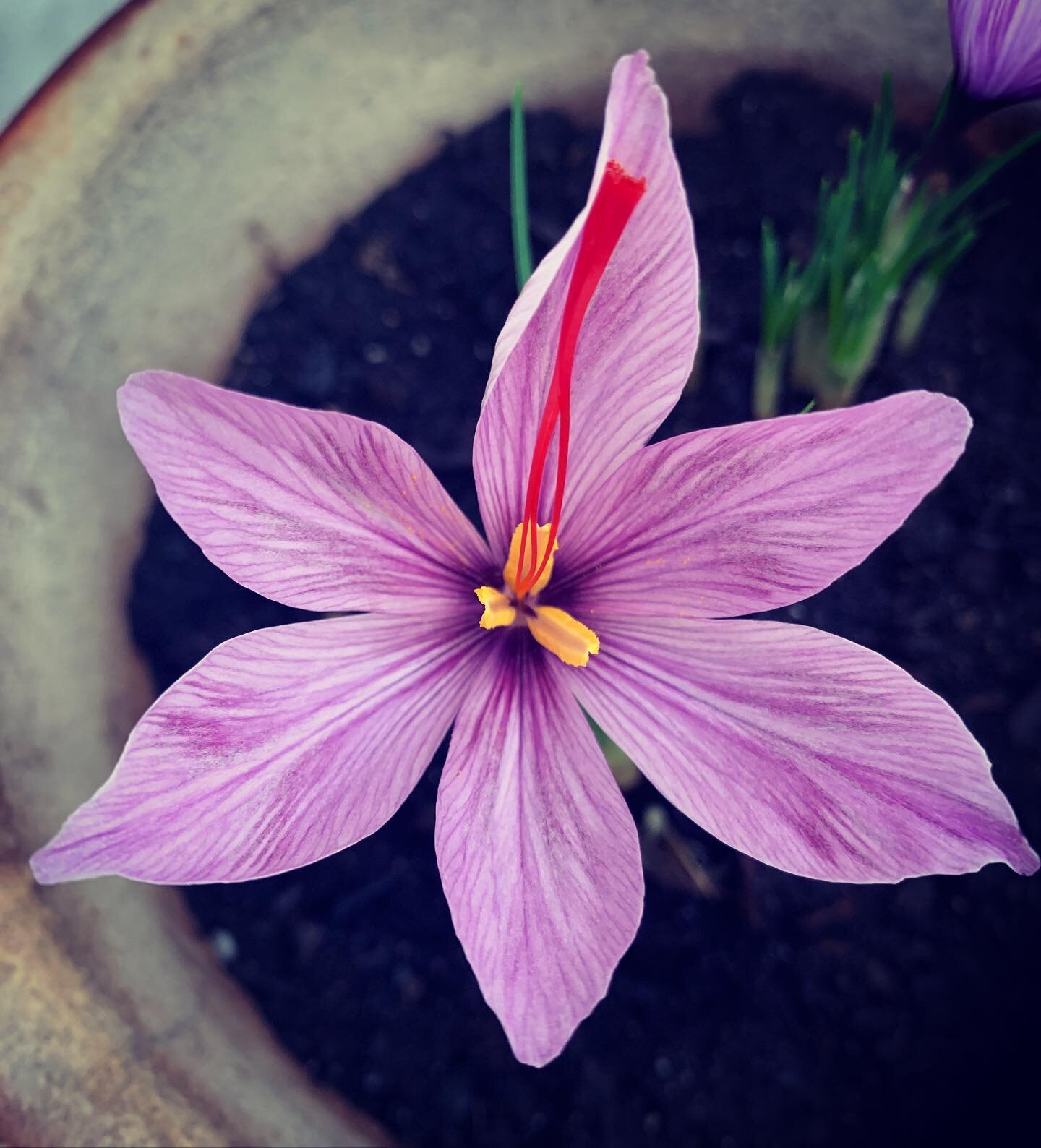 &ldquo;These secret worlds inside you, they will always be the answer to everything.&rdquo;

I received the Saffron bulb from @mycosymbiote planted her, and totally fell in love with the blossoming of this beautiful Crocus.

For centuries Saffron was