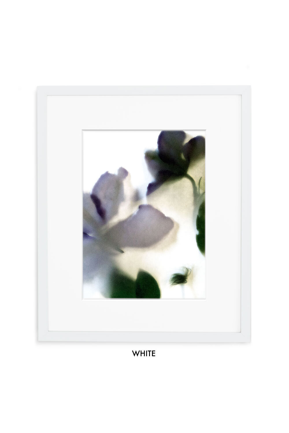 PPS-clematis-Gallery-white-w-mat.jpg