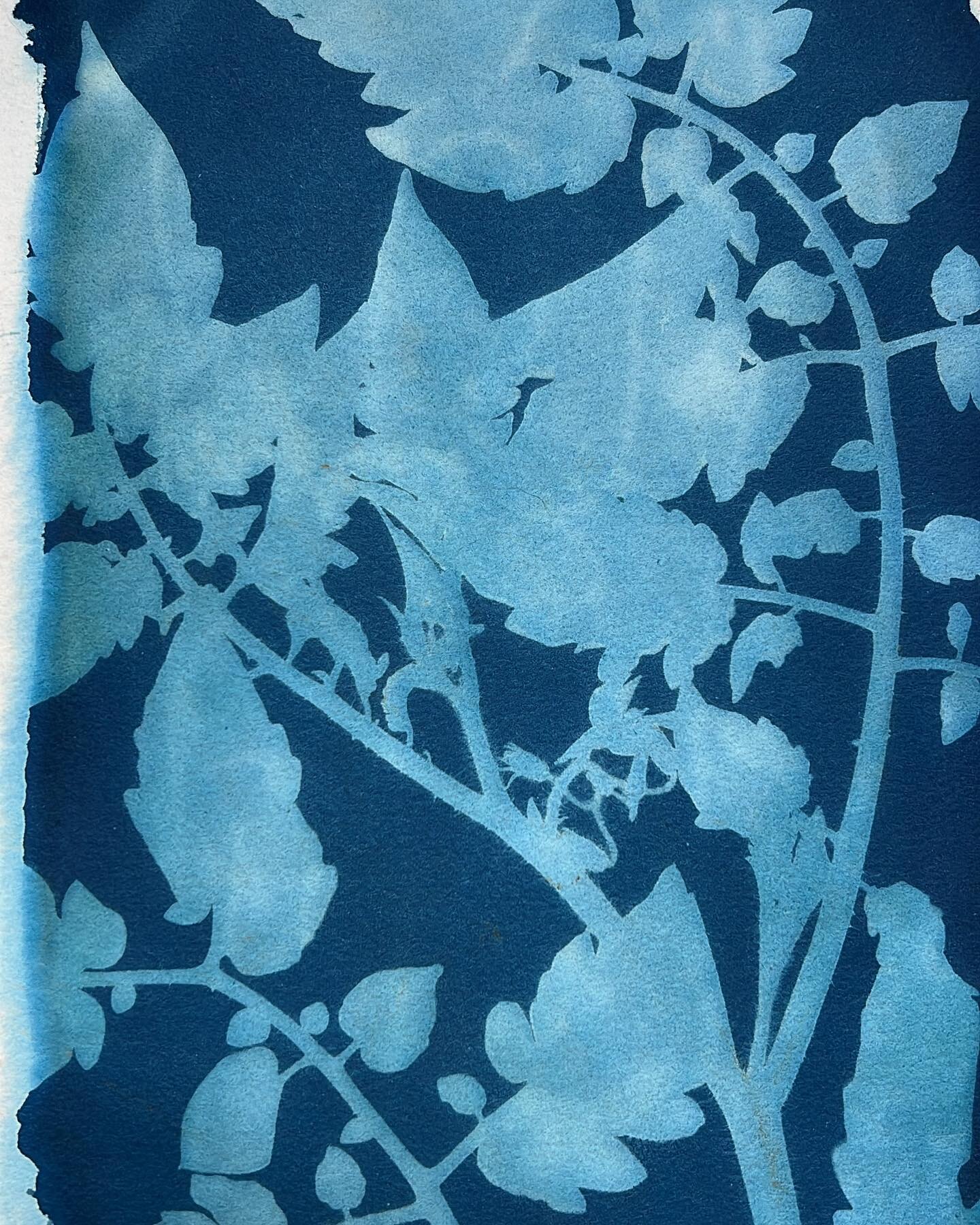 Summer studio art sale update&hellip;ummmm still working on it 😉

In the meantime here are some more samples of what I am gathering together from my archives. 

Cyanotype-tomato vines

Cyanotype-mini botanicals 

Spritz painting-bouquet

Direct prin