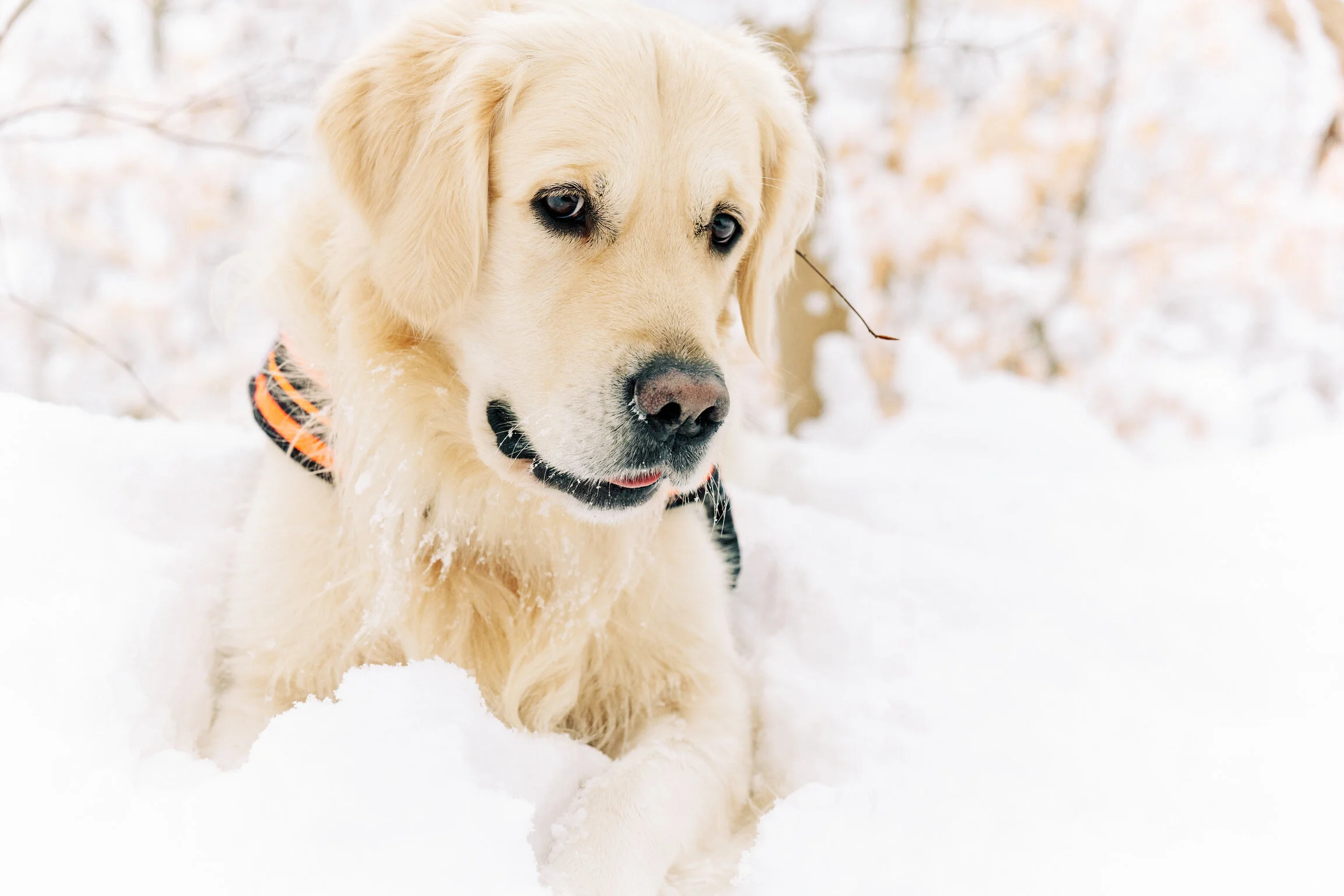 Jumpin’ for Joy in the Snow