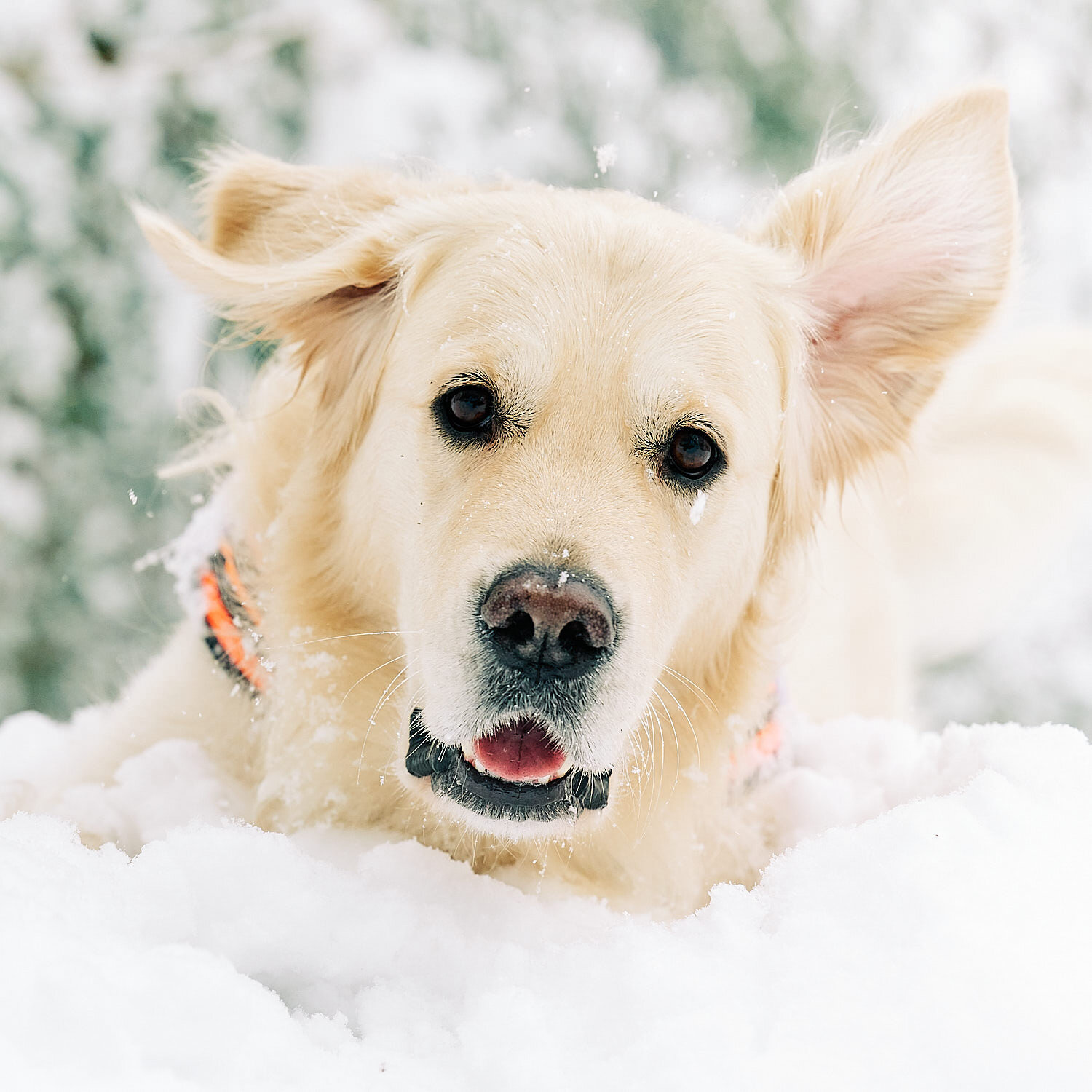  English Cream Golden Retriever is having the time of his life after snowfall in Pittsburgh, Western Pennsylvania. Keep calm and have fun. 