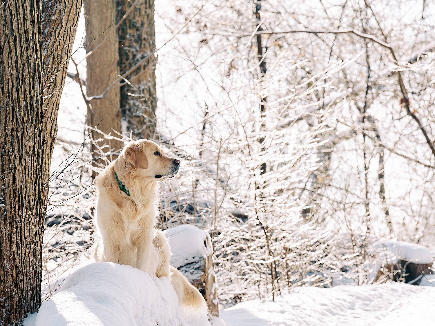  Joyka the Golden retriever dog is enjoying sunshine and snow on an extremely cold day in Western Pennsylvania. He is jumping for joy in the snow, catching icicles and snowflakes. All’s white and blue. 