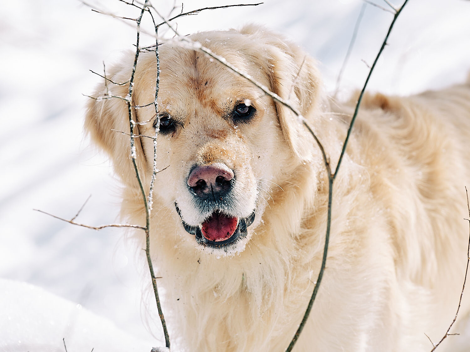  Joyka the Golden retriever dog is enjoying sunshine and snow on an extremely cold day in Western Pennsylvania. He is jumping for joy in the snow, catching icicles and snowflakes. All’s white and blue. 