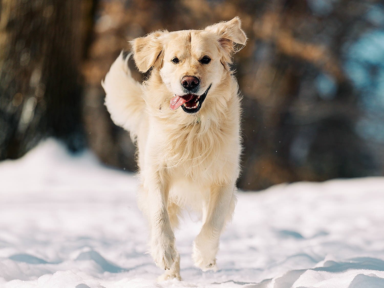  Joyka the Golden retriever dog is enjoying sunshine and snow on an extremely cold day in Western Pennsylvania. He is jumping for joy in the snow, catching icicles and snowflakes. All’s white and blue. 