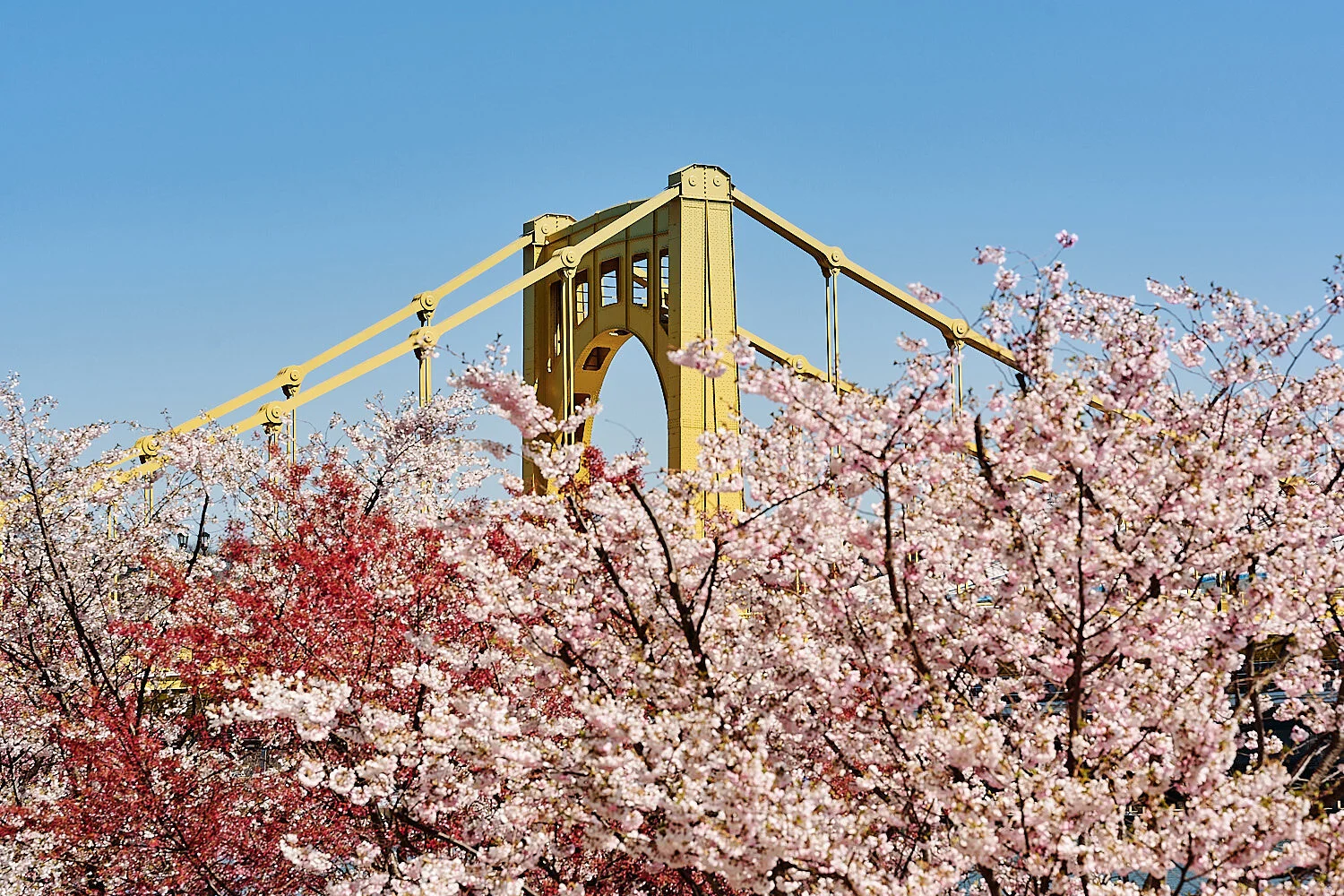  Pittsburgh downtown at midday in early April 2021 with yellow bridges in the background and cherry blossom in the foreground. A couple is photographing each other for happy environmental portraits. 