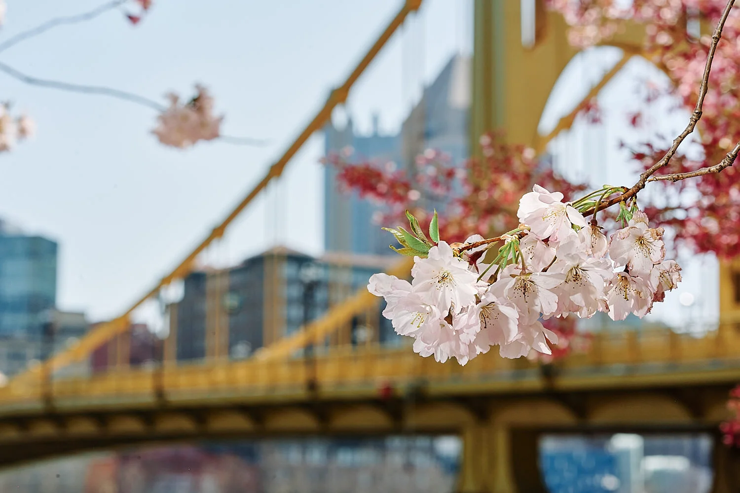  Pittsburgh downtown at midday in early April 2021 with yellow bridges in the background and cherry blossom in the foreground. A couple is photographing each other for happy environmental portraits. 