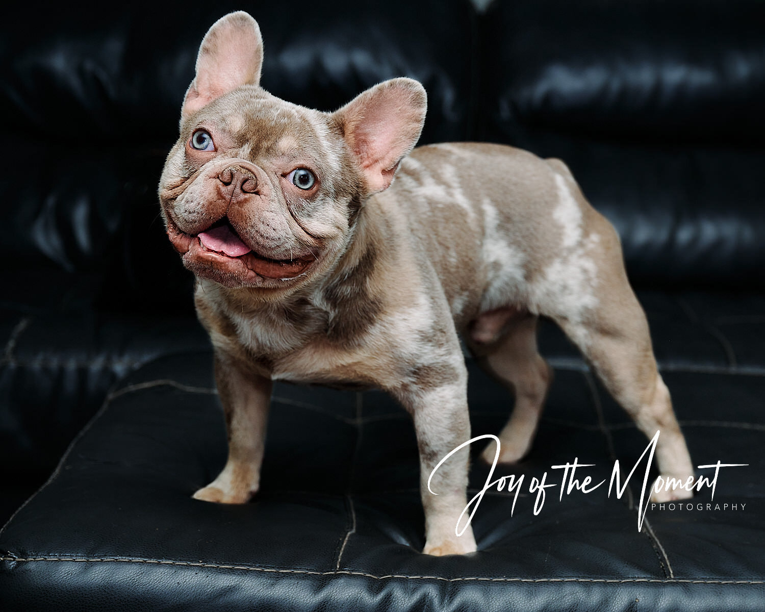  Portraits of Aces Wild, a French bulldog. What a sweet cutie to spend an hour with, so friendly and kind! His breeder Alonna Fisher wanted images of this purebred stud for her kennels website 