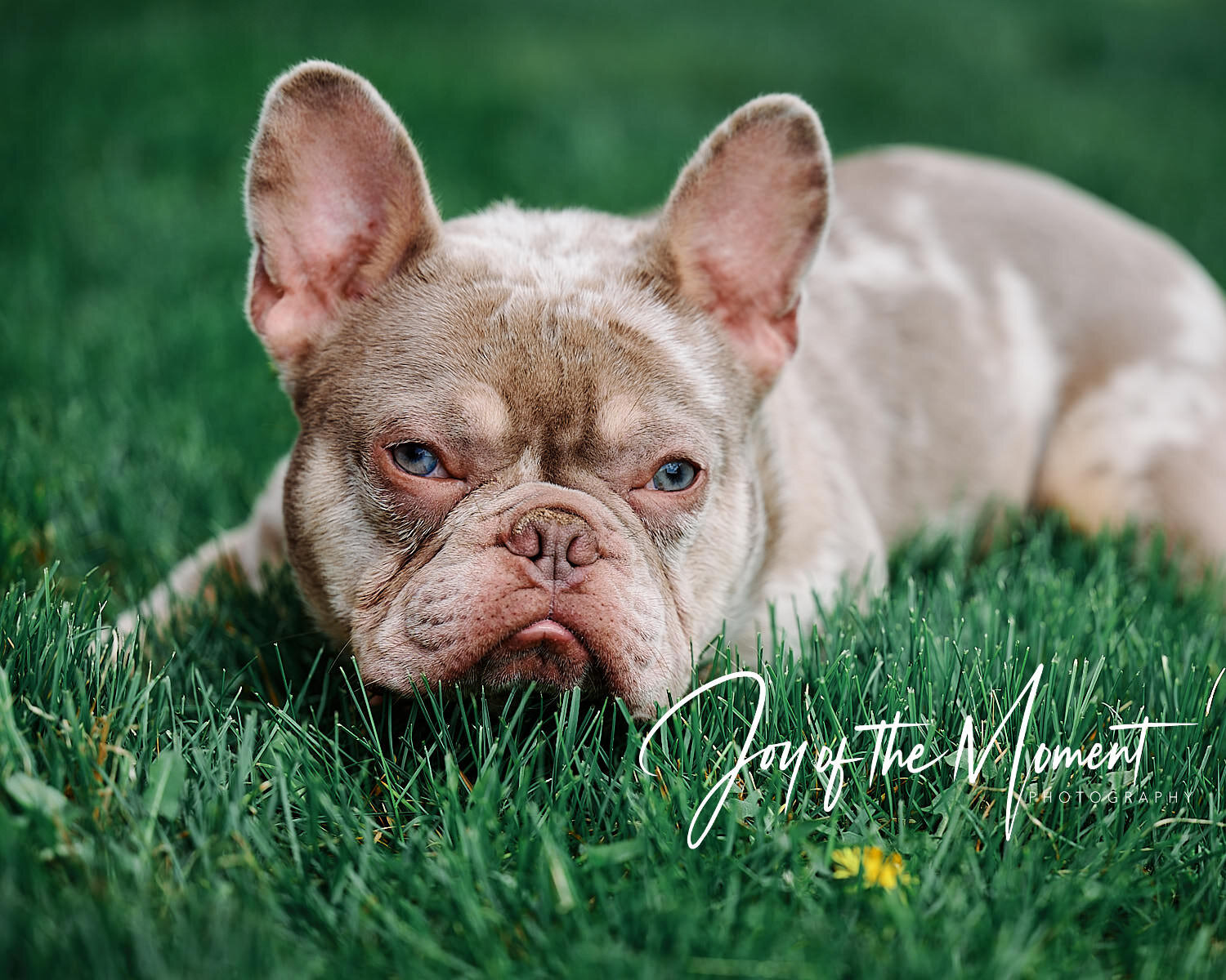  Portraits of Aces Wild, a French bulldog. What a sweet cutie to spend an hour with, so friendly and kind! His breeder Alonna Fisher wanted images of this purebred stud for her kennels website 