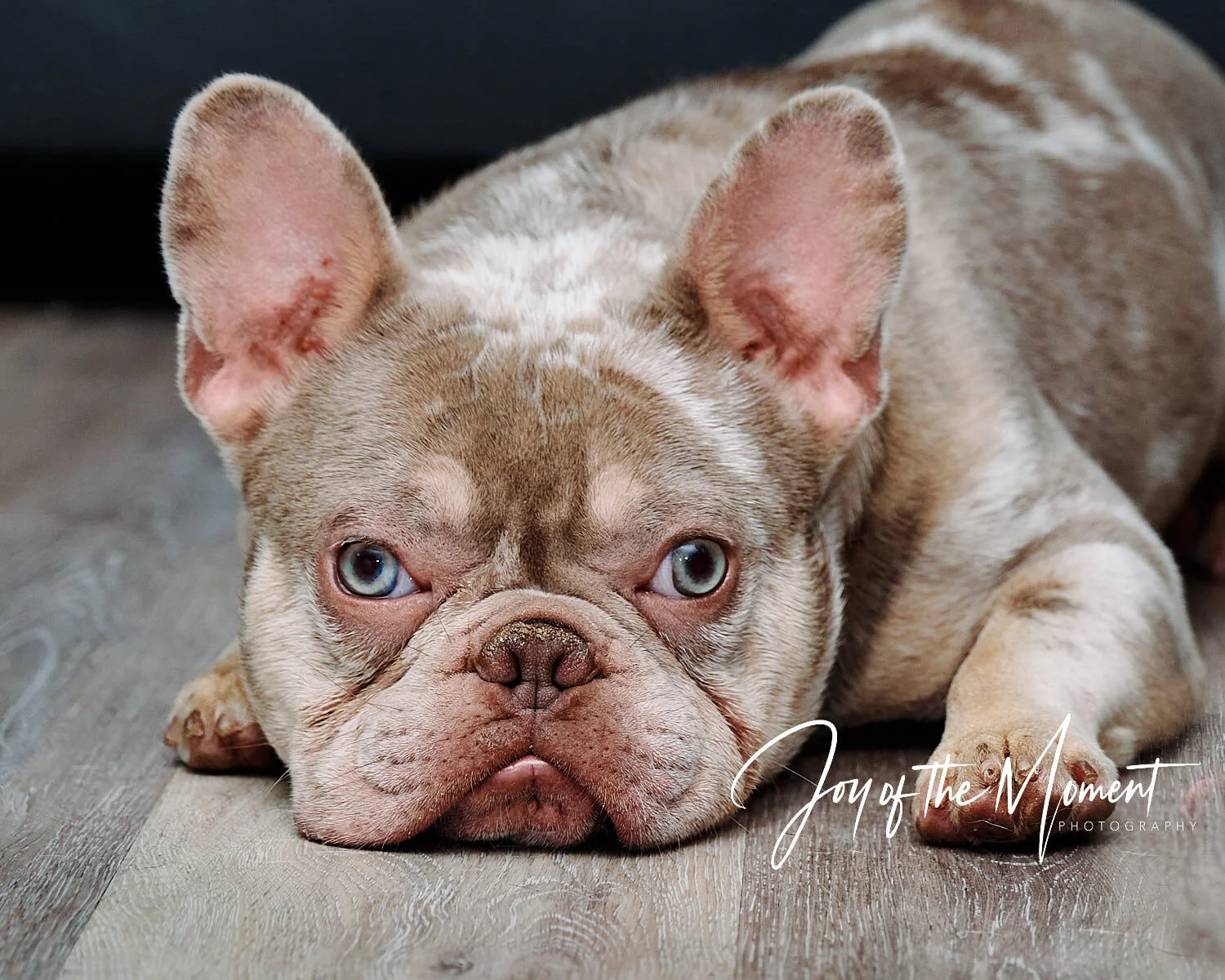 Aces Wild, a French bulldog