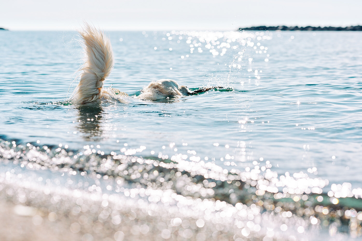  Joyka the Golden Retriever is enjoying the beach time at Presque Isle State park on Lake Erie in Western Pennsylvania on a warm summer afternoon. His fur is wet and the water is shining  in the sun. 