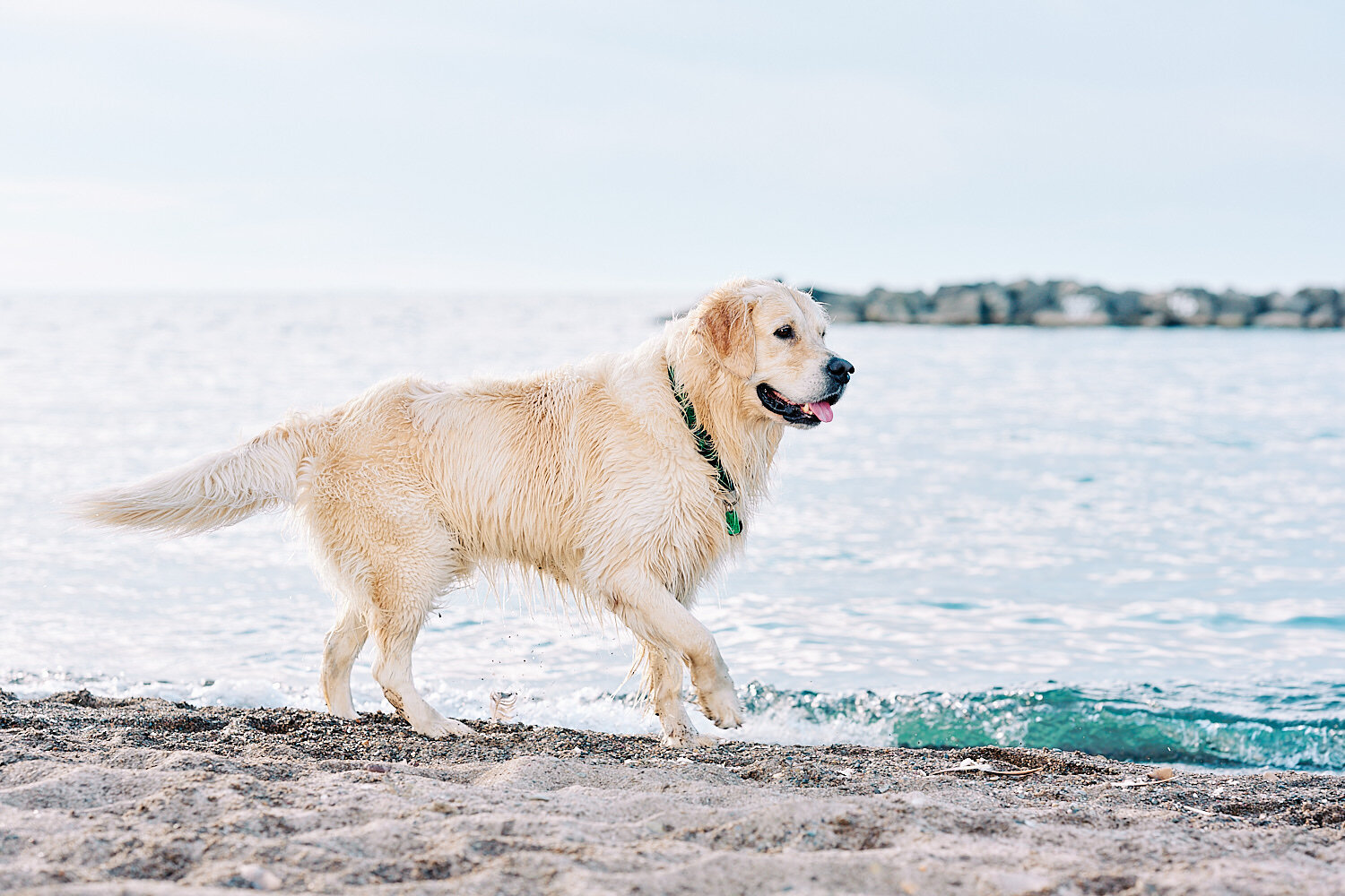  Joyka the Golden Retriever is enjoying the beach time at Presque Isle State park on Lake Erie in Western Pennsylvania on a warm summer afternoon. His fur is wet and the water is shining  in the sun. 