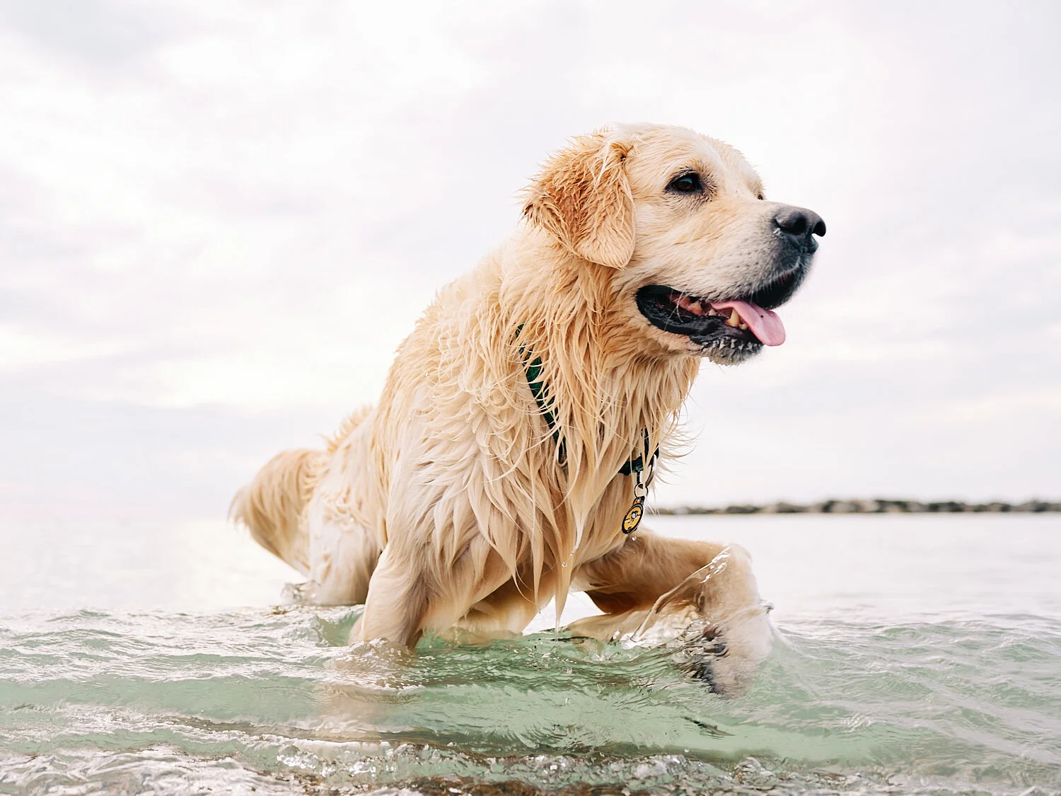  Joyka the Golden Retriever is enjoying time on the beach at Presque Isle State Park on Lake Erie in Western Pennsylvania, USA. The dog loves swimming and splashes joyfully in the waves. 
