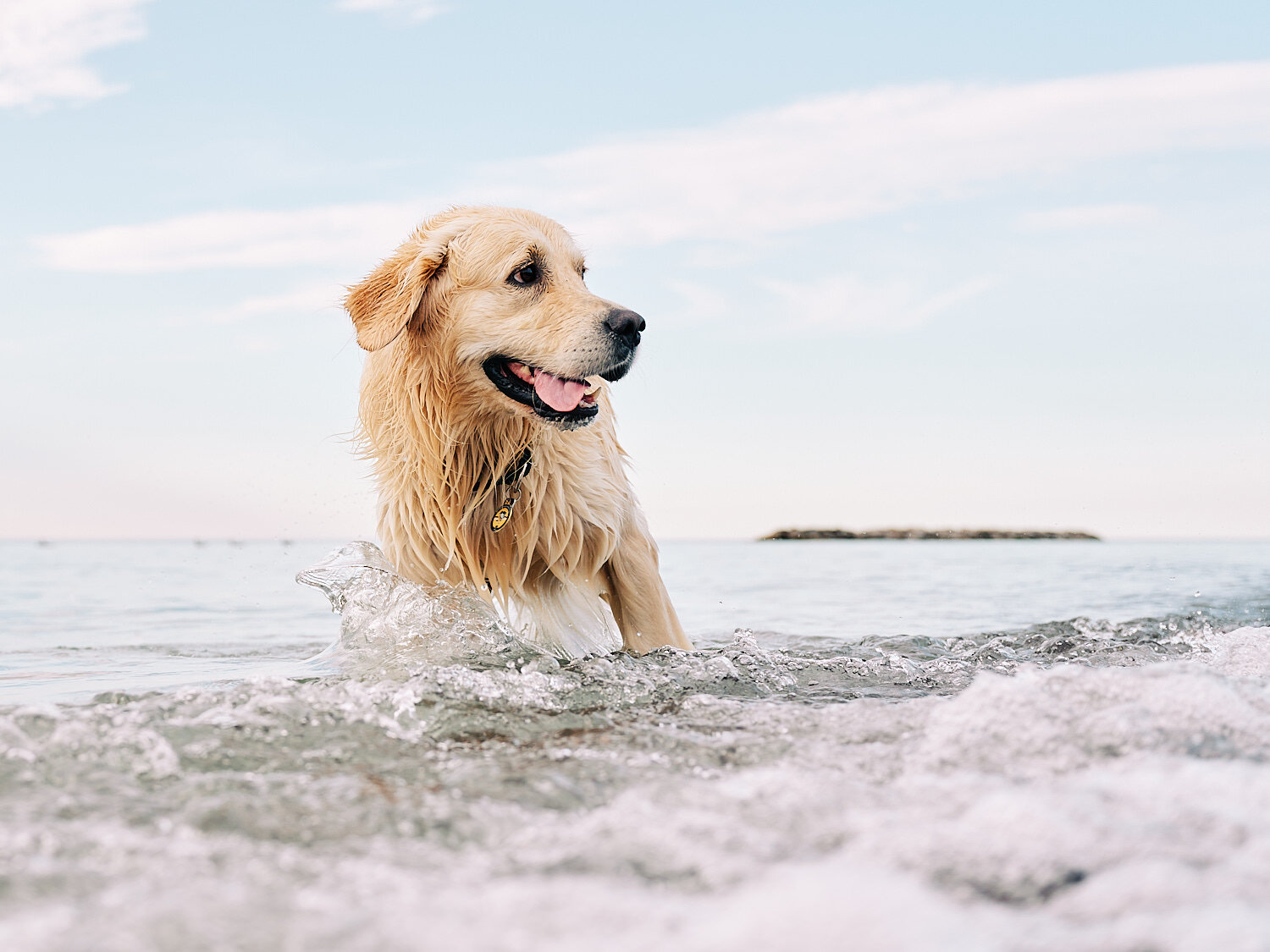  Joyka the Golden Retriever is enjoying time on the beach at Presque Isle State Park on Lake Erie in Western Pennsylvania, USA. The dog loves swimming and splashes joyfully in the waves. 